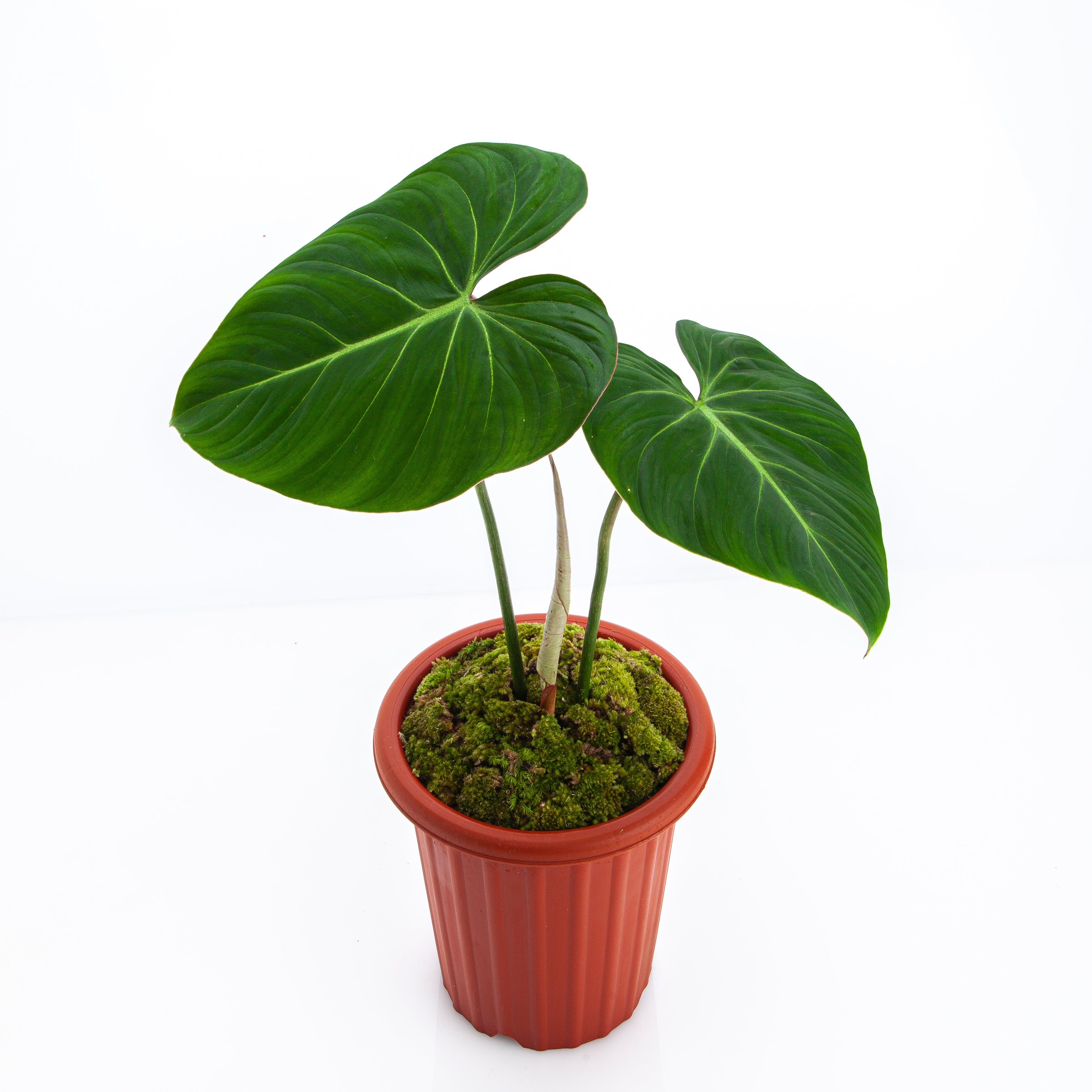 Philodendron Gloriosum - Mature size