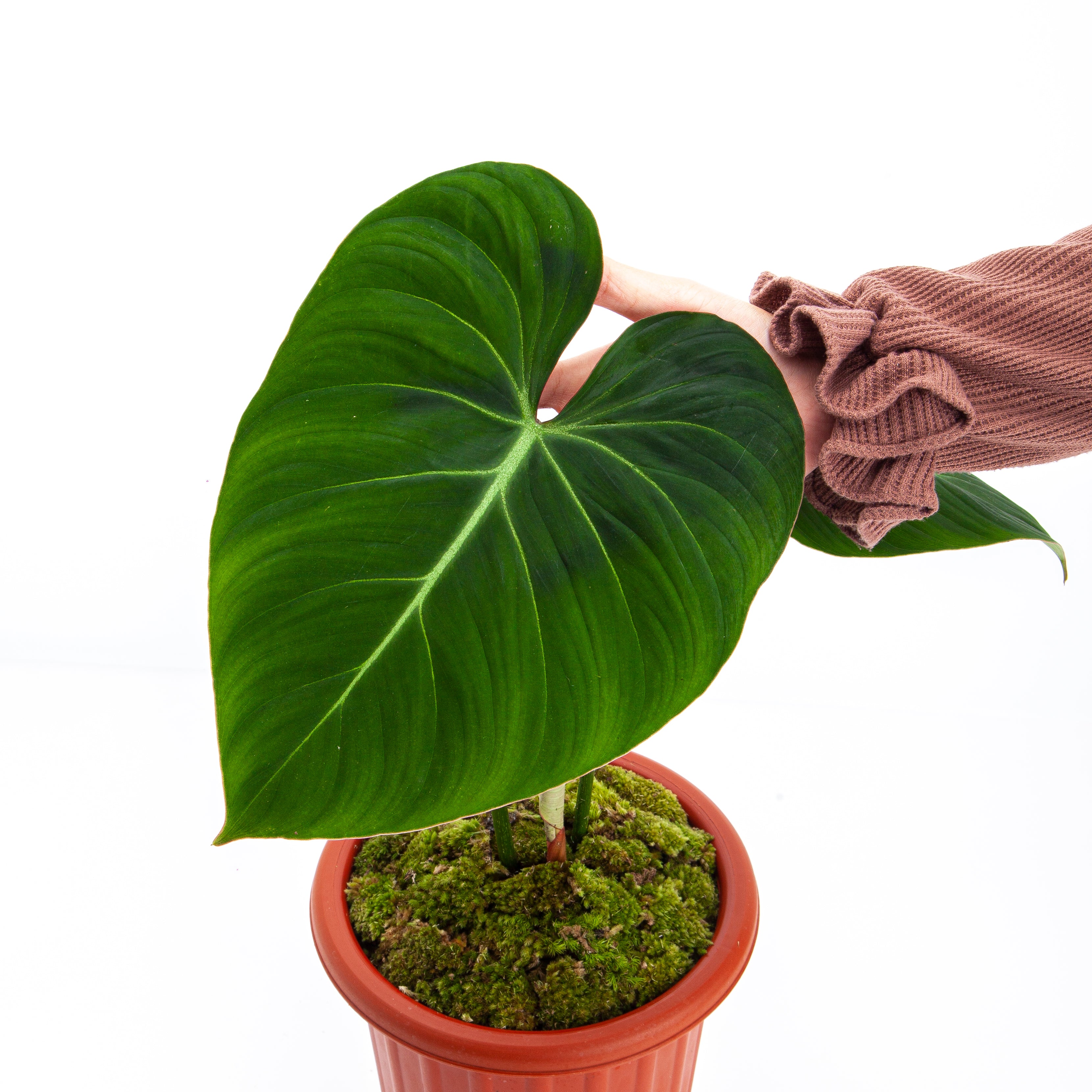 Philodendron Gloriosum - Mature size