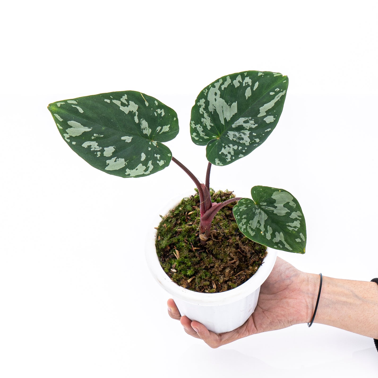 HomalomenaFrog11_1600x.jpg?v=