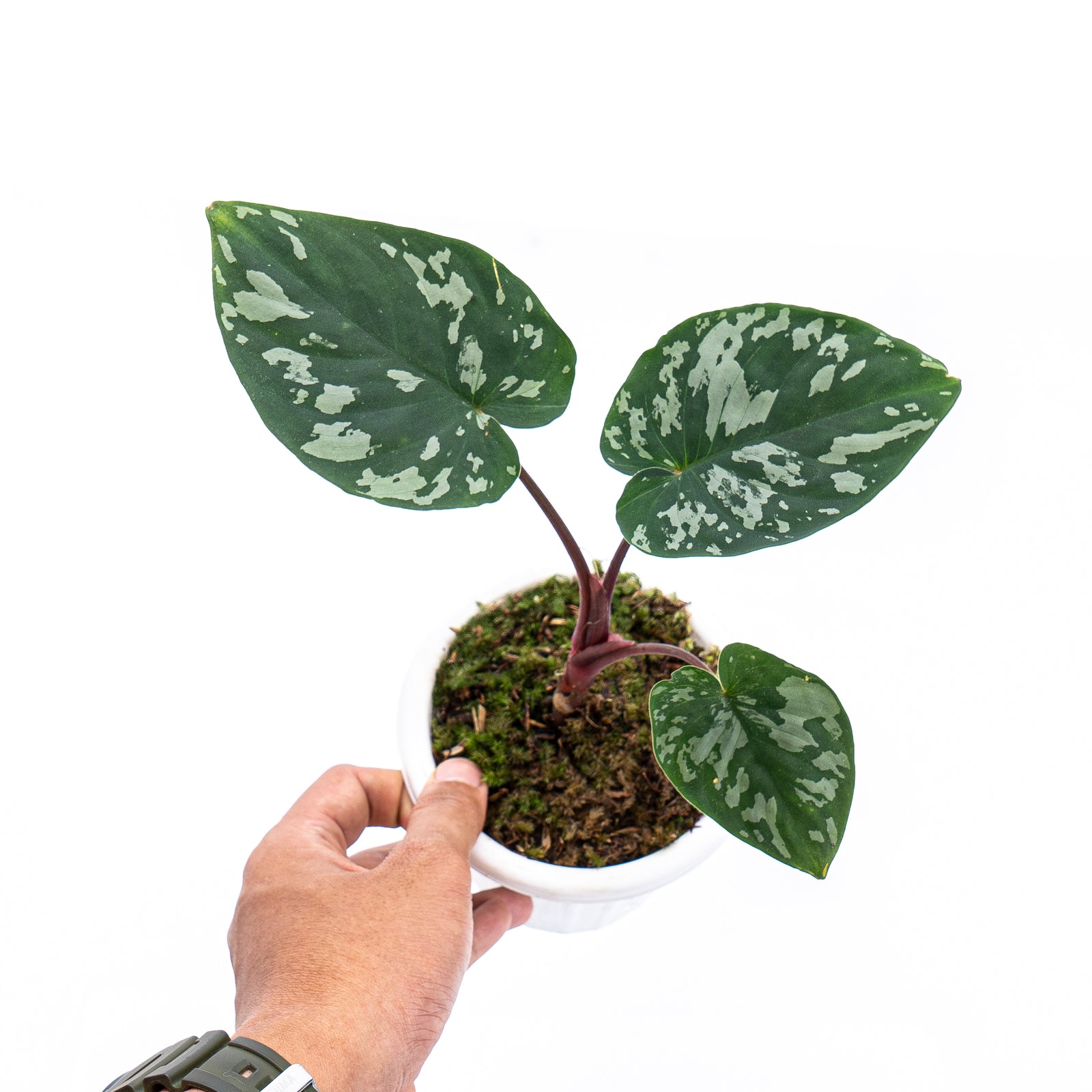 HomalomenaFrog1_1600x.jpg?v=