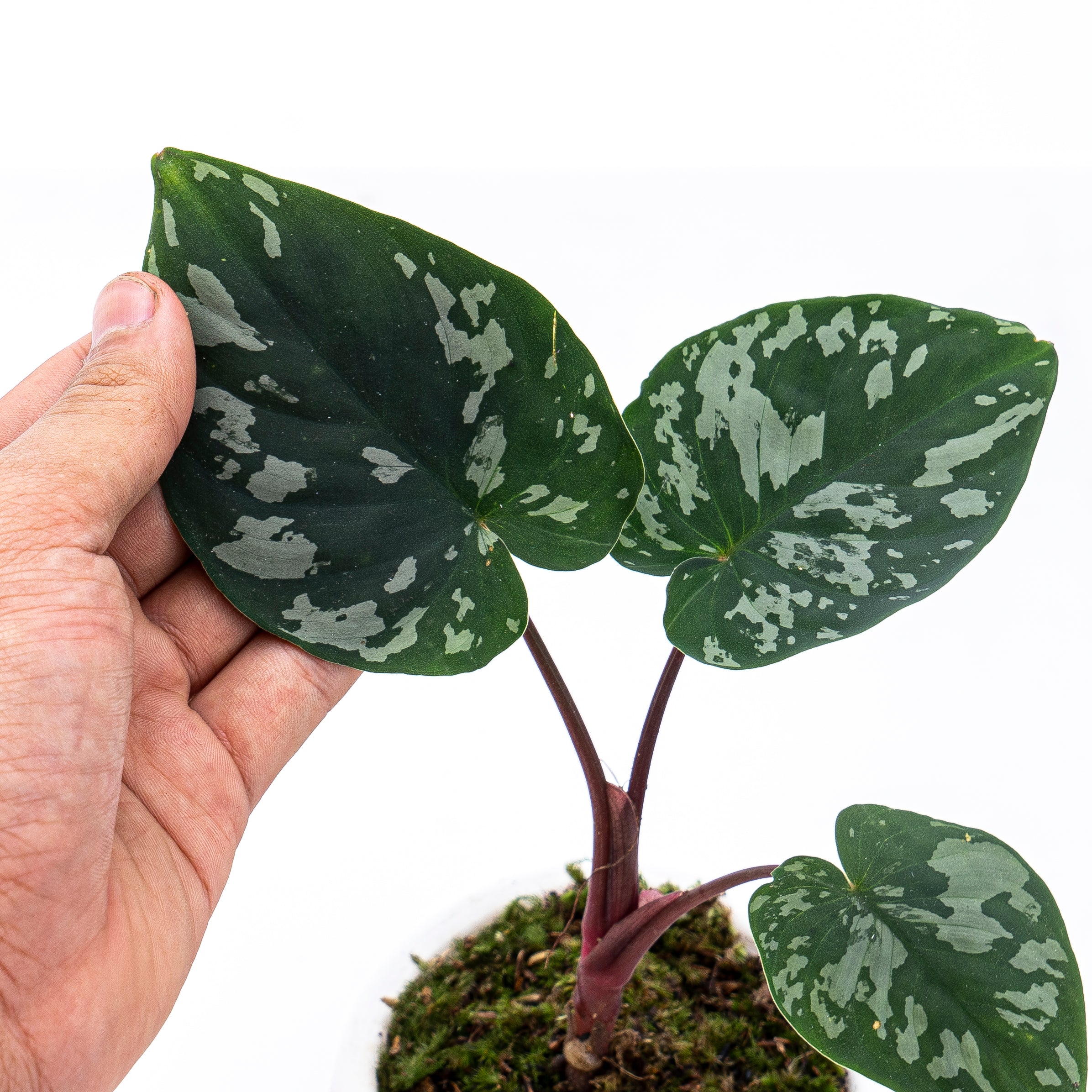 Homalomena Frog