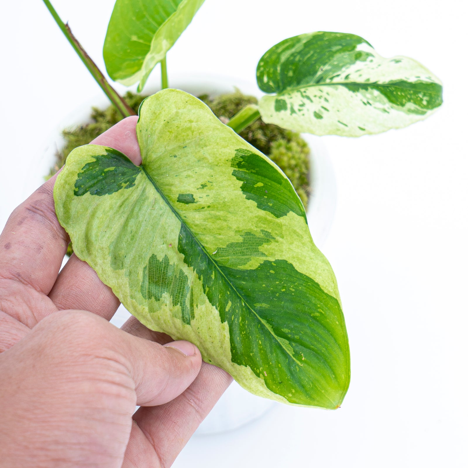 Homalomena Sp Borneo variegated – Aroid Market