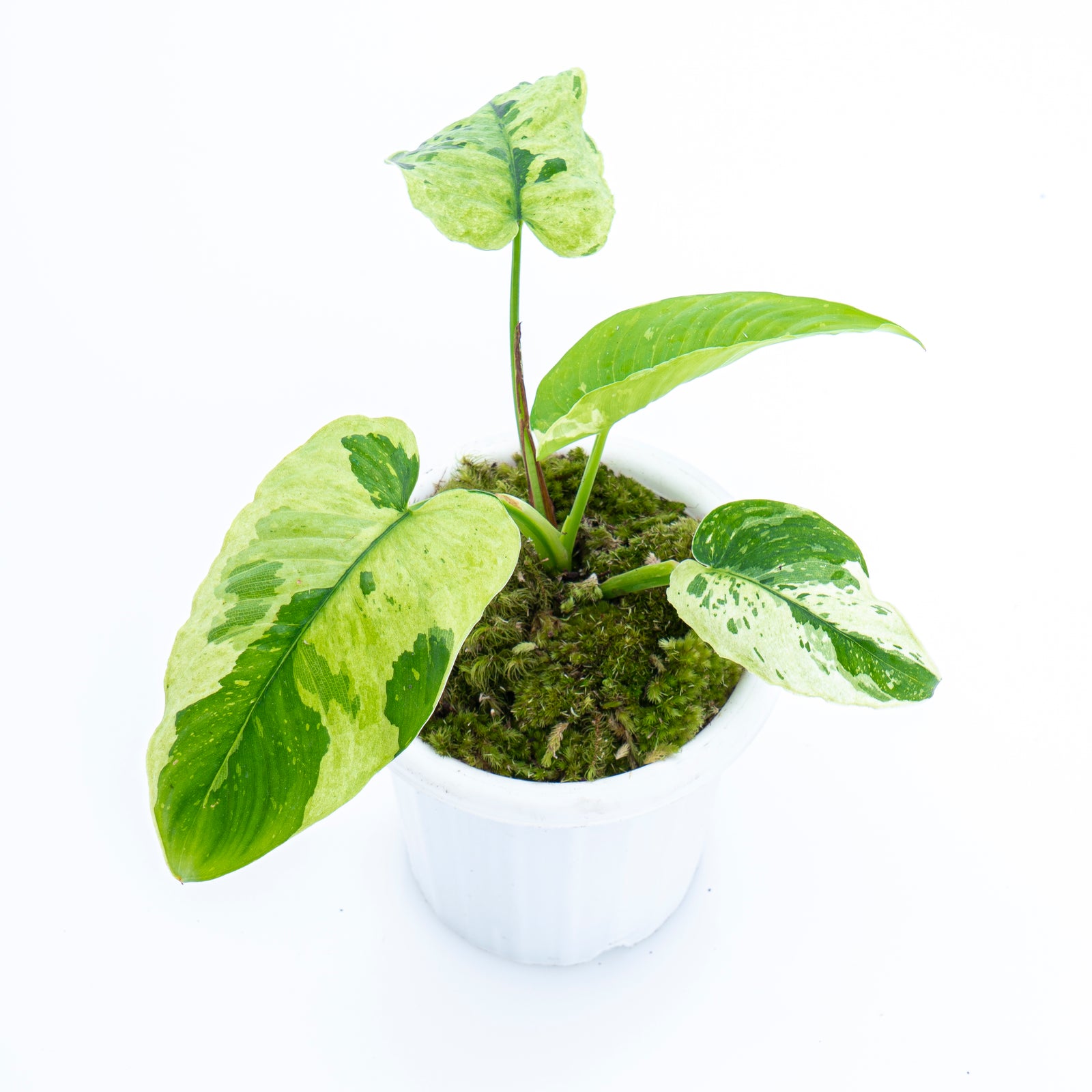 Homalomena Sp Borneo variegated – Aroid Market