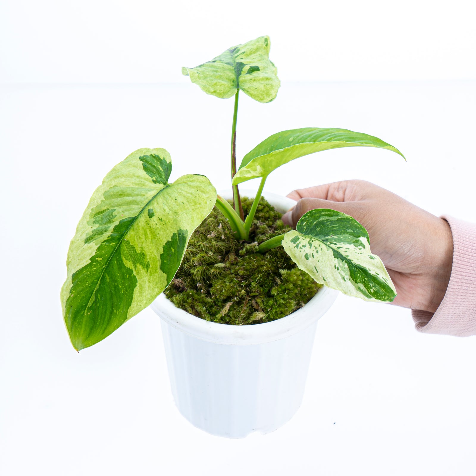 堅実な究極の Sp Homalomena Borneo Market Aroid – variegated その他観葉植物