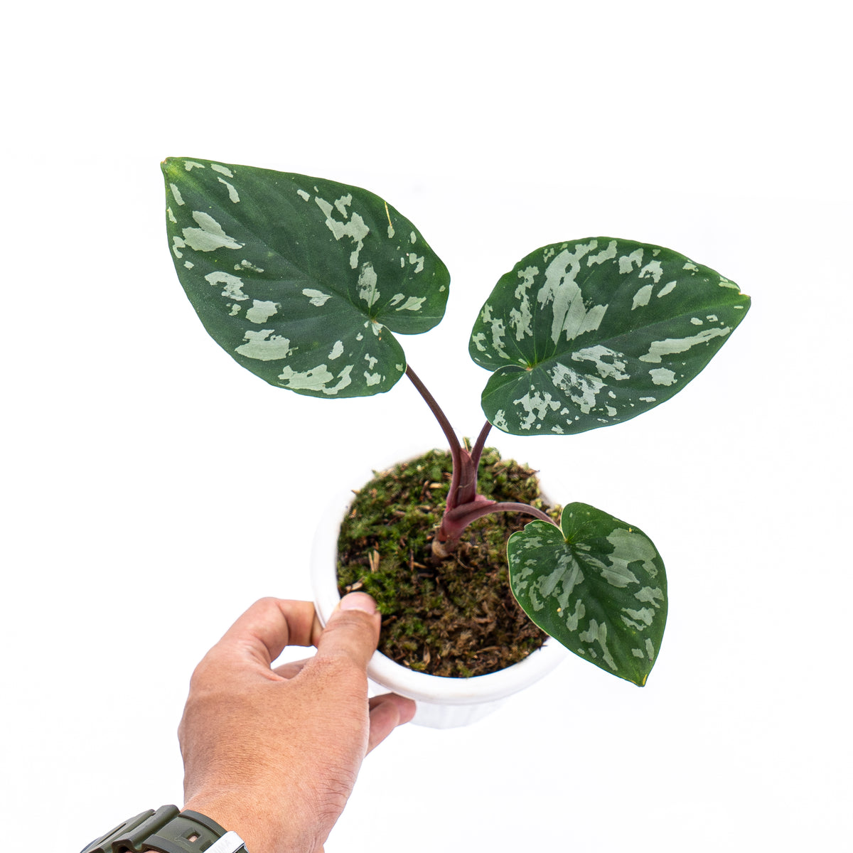 Homalomena Frog