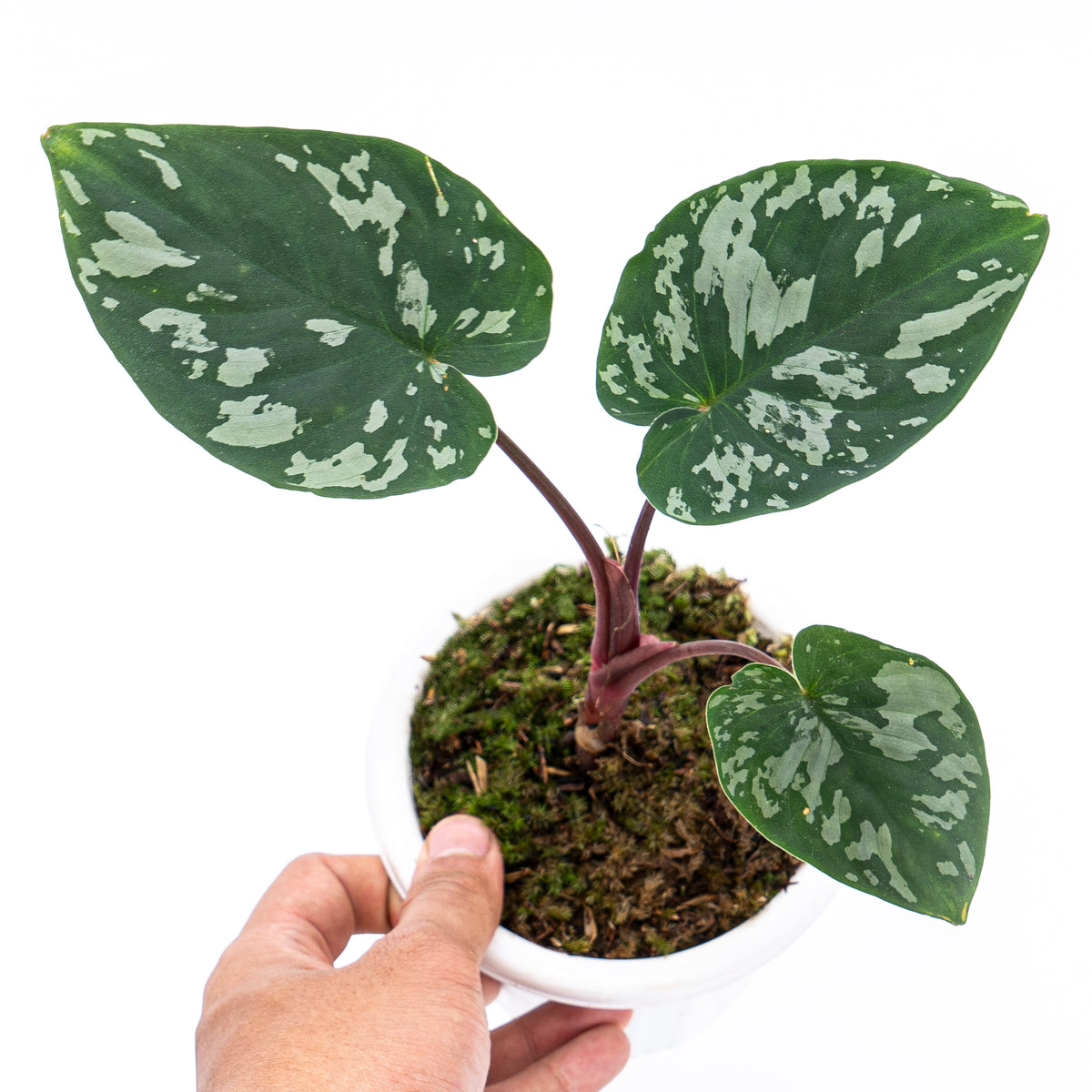 Homalomena Frog