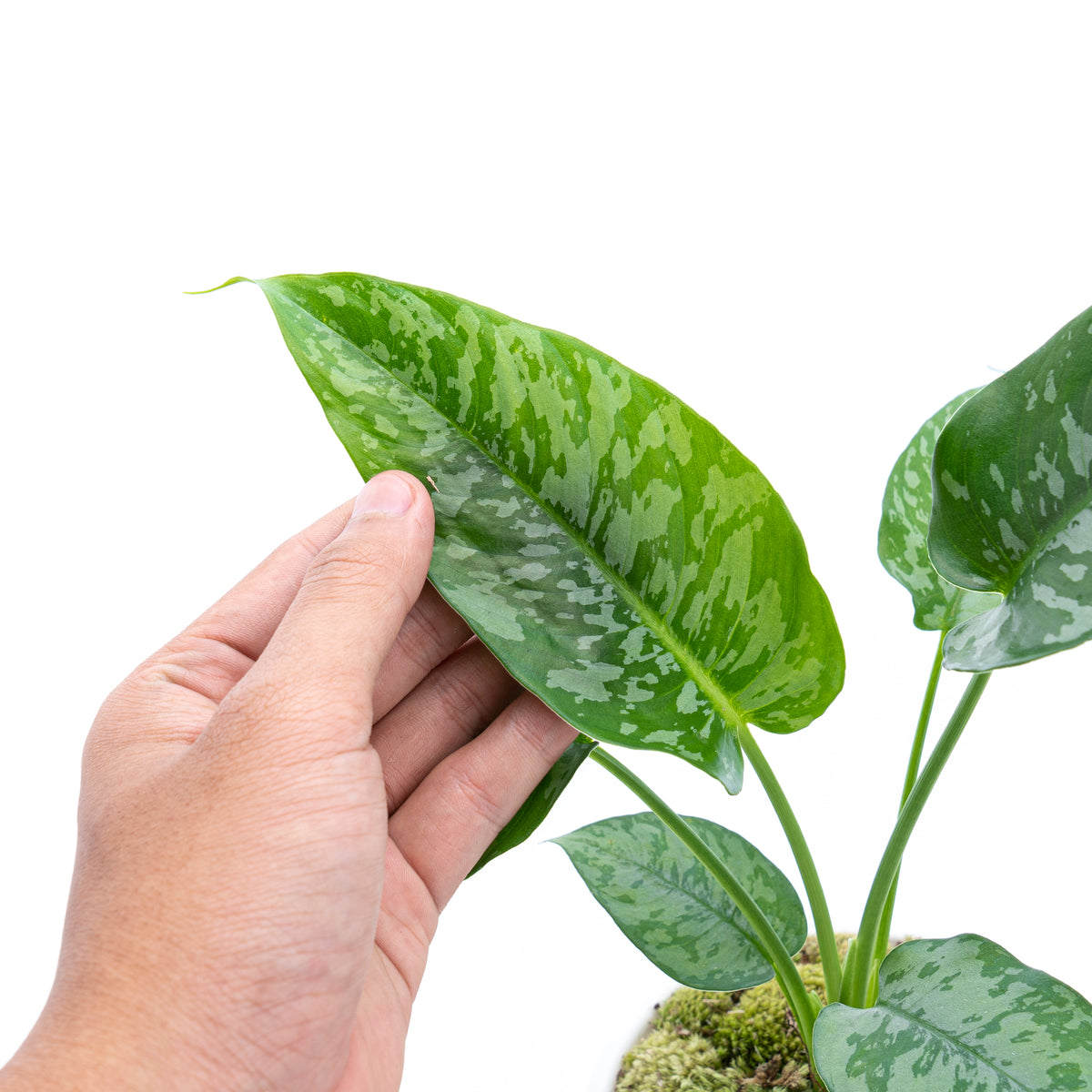 Homalomena Schicmatoglottis