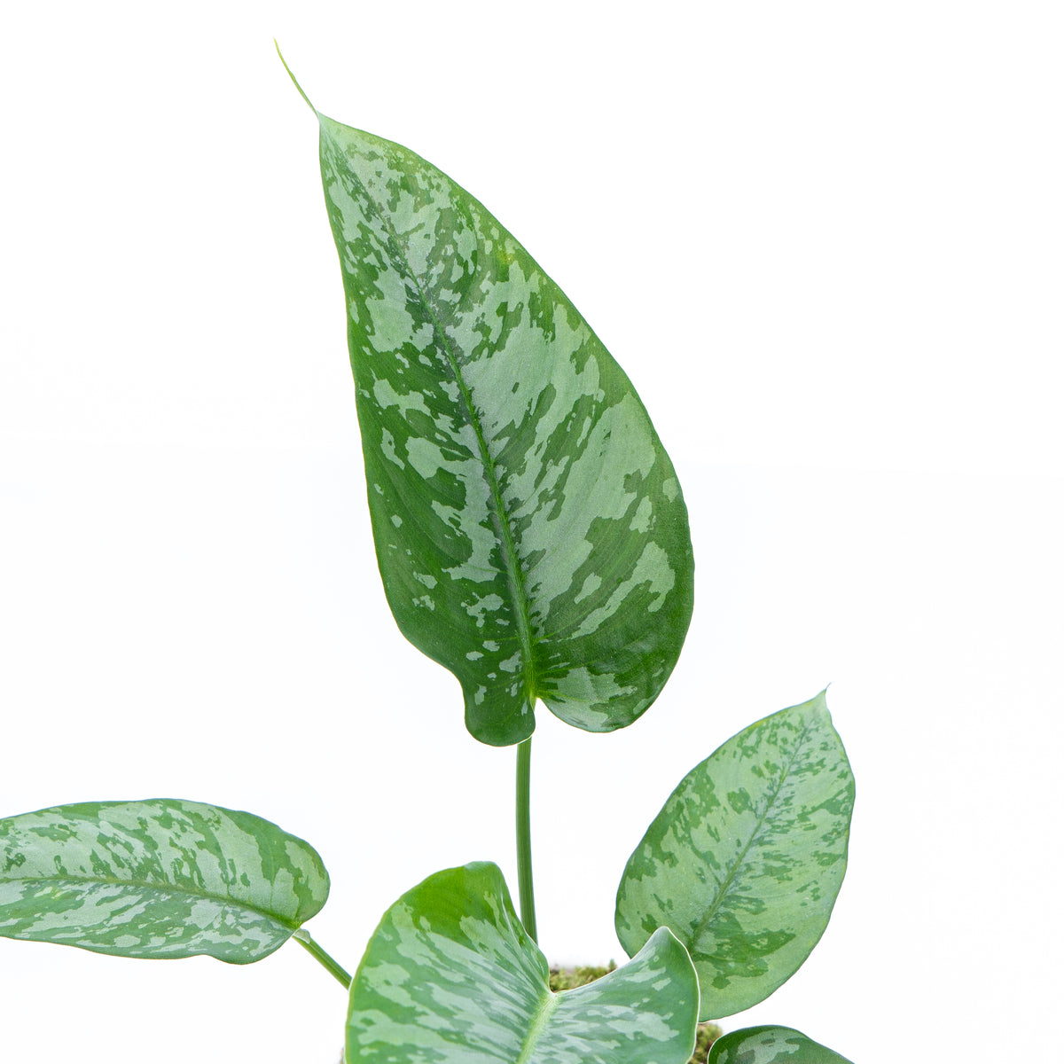 Homalomena Schicmatoglottis