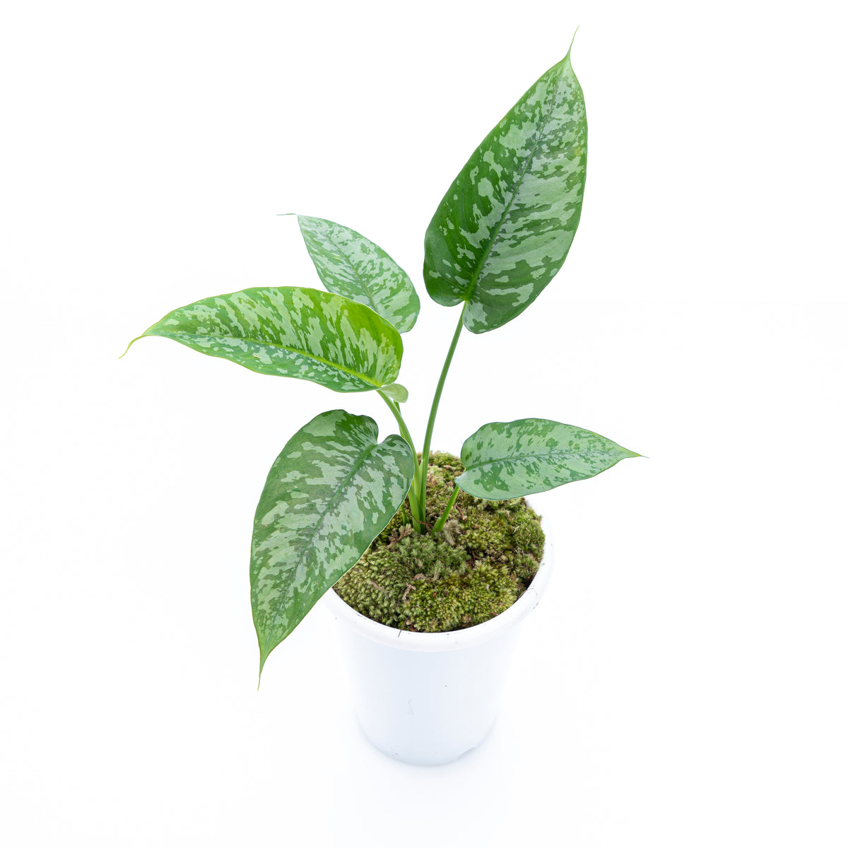 Homalomena Schicmatoglottis