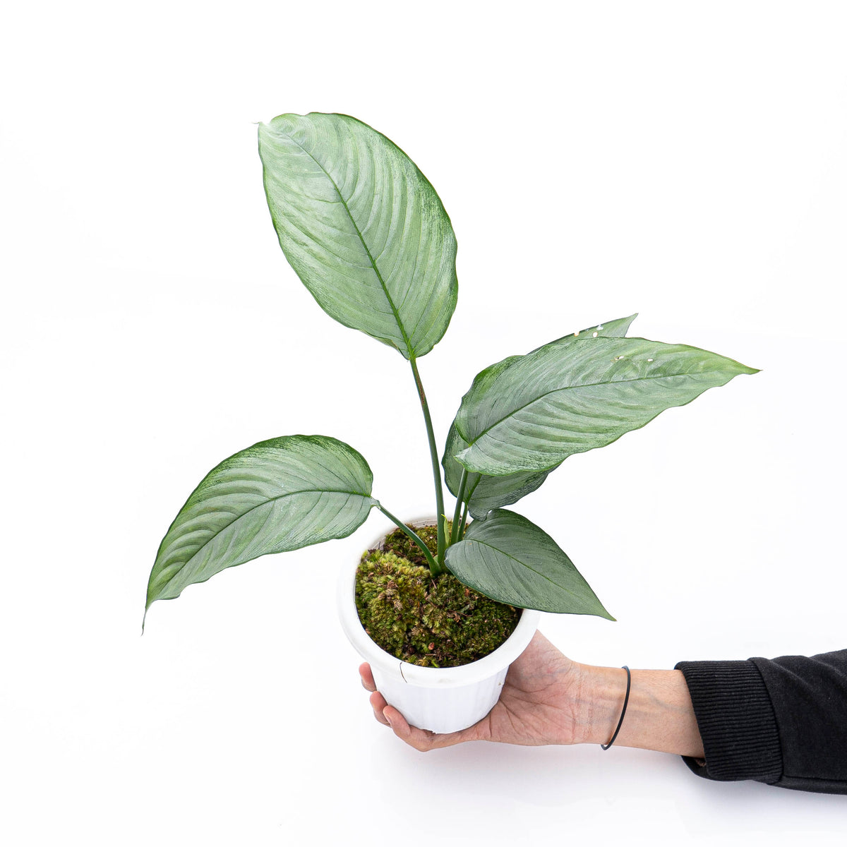 Homalomena Schismatoglottis Silver