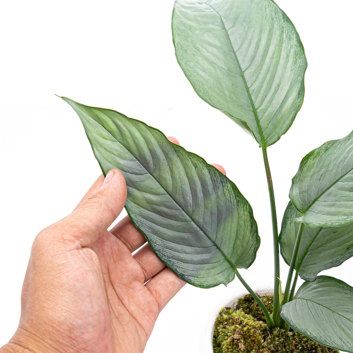 Homalomena Schismatoglottis Silver