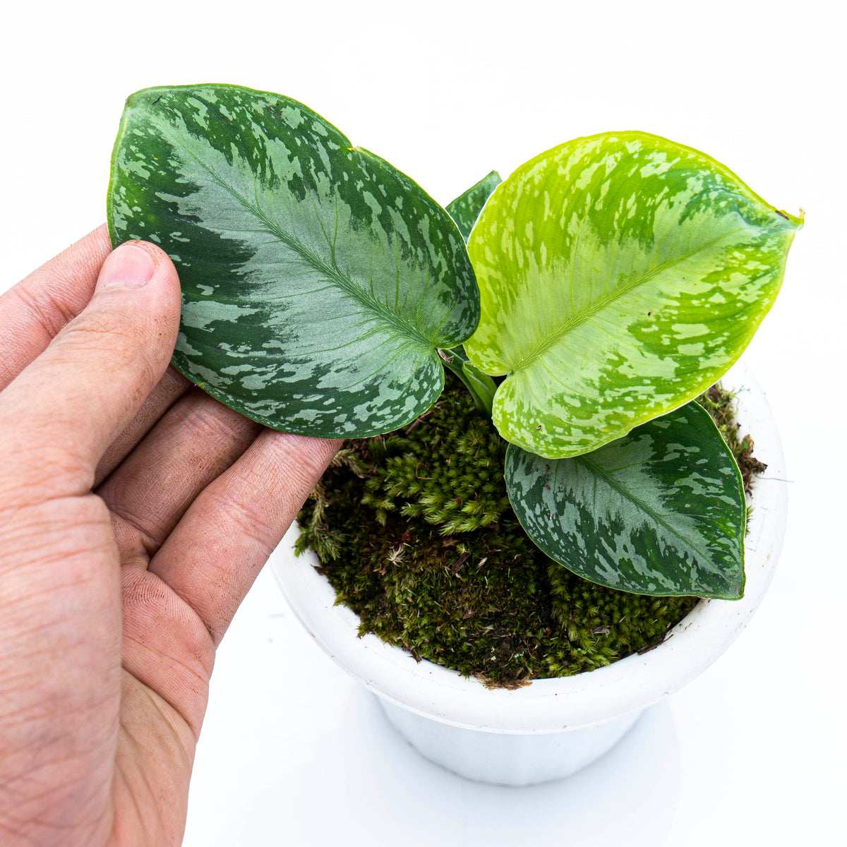 Homalomena Schismatoglottis Sp Borneo