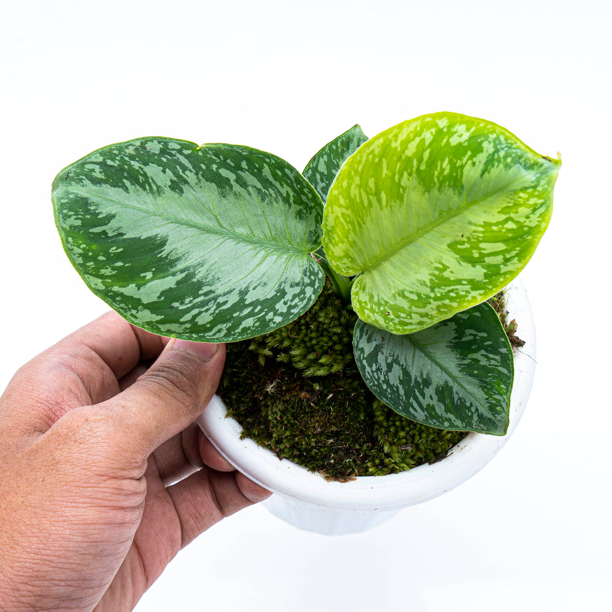 Homalomena Schismatoglottis Sp Borneo