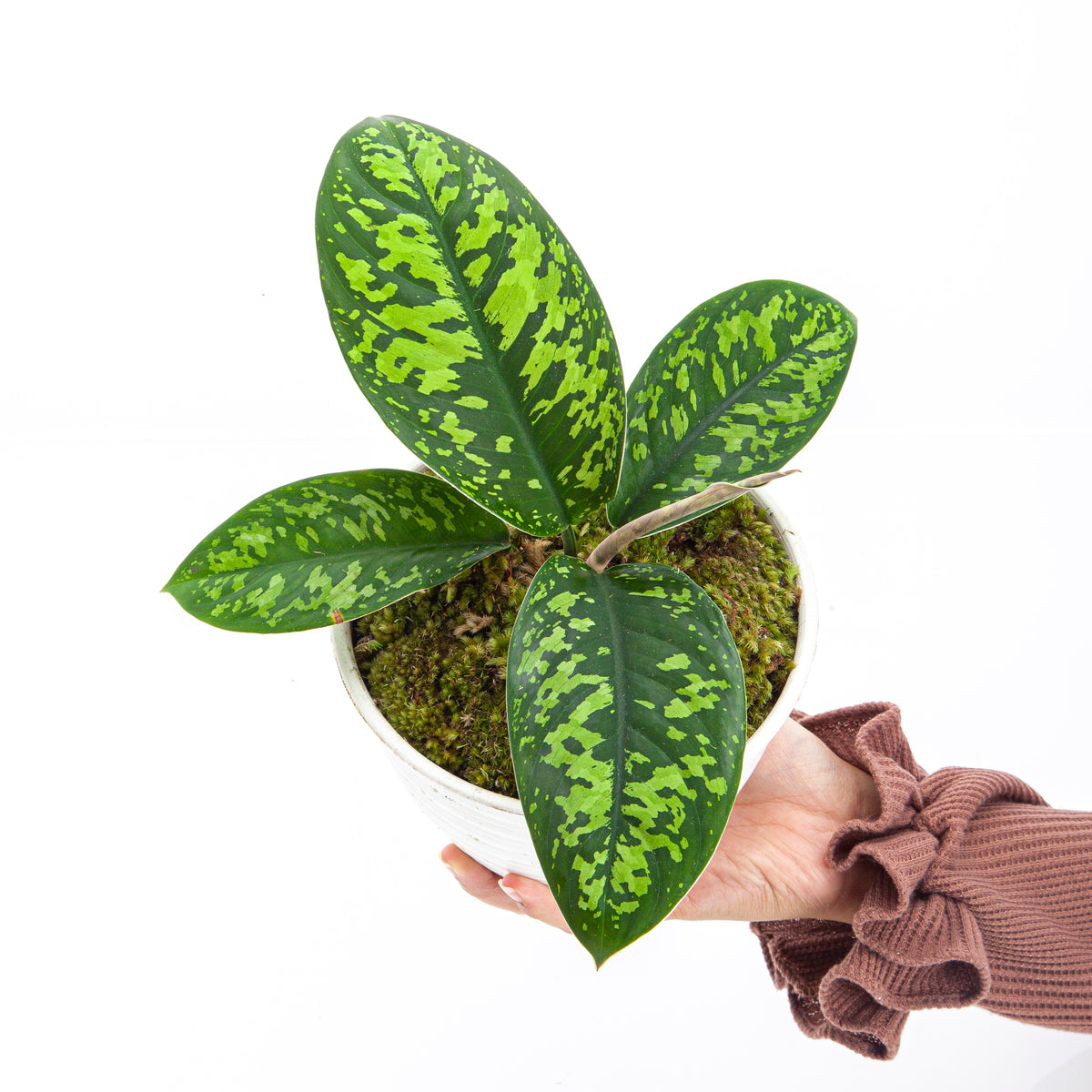 Homalomena Wallisii (Army)