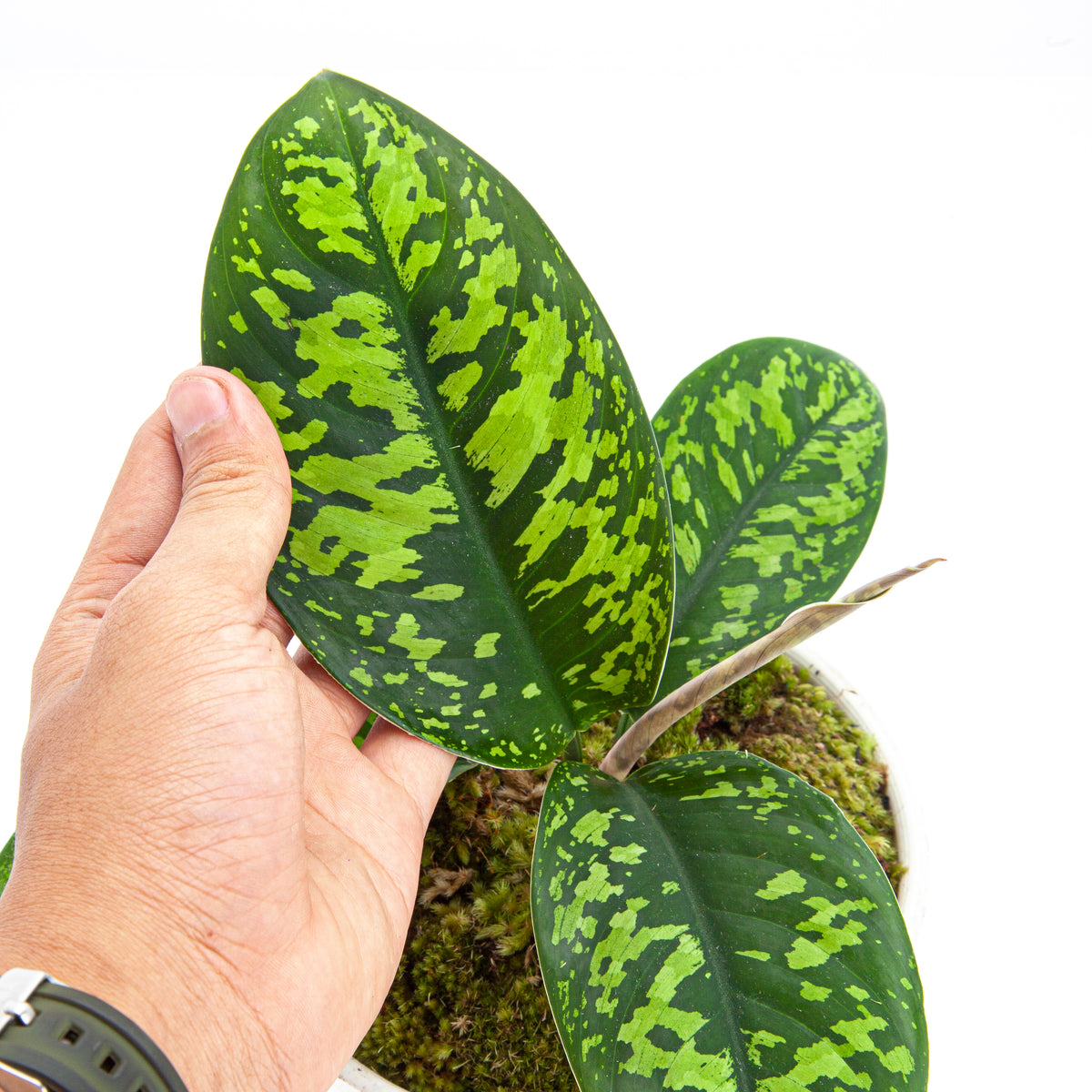 Homalomena Wallisii (Army)