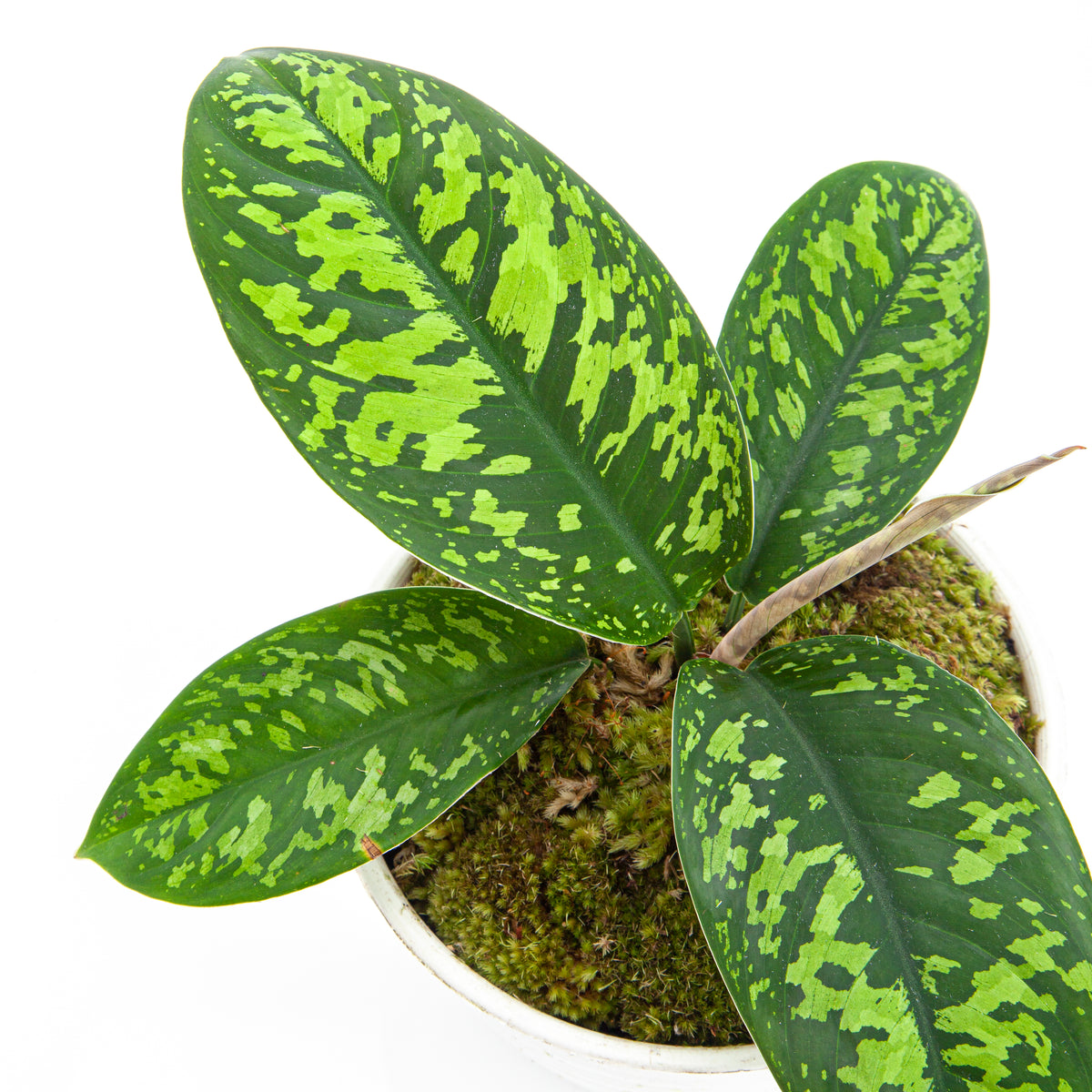 Homalomena Wallisii (Army)