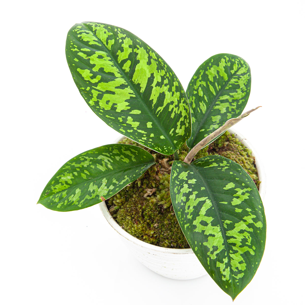 Homalomena Wallisii (Army)