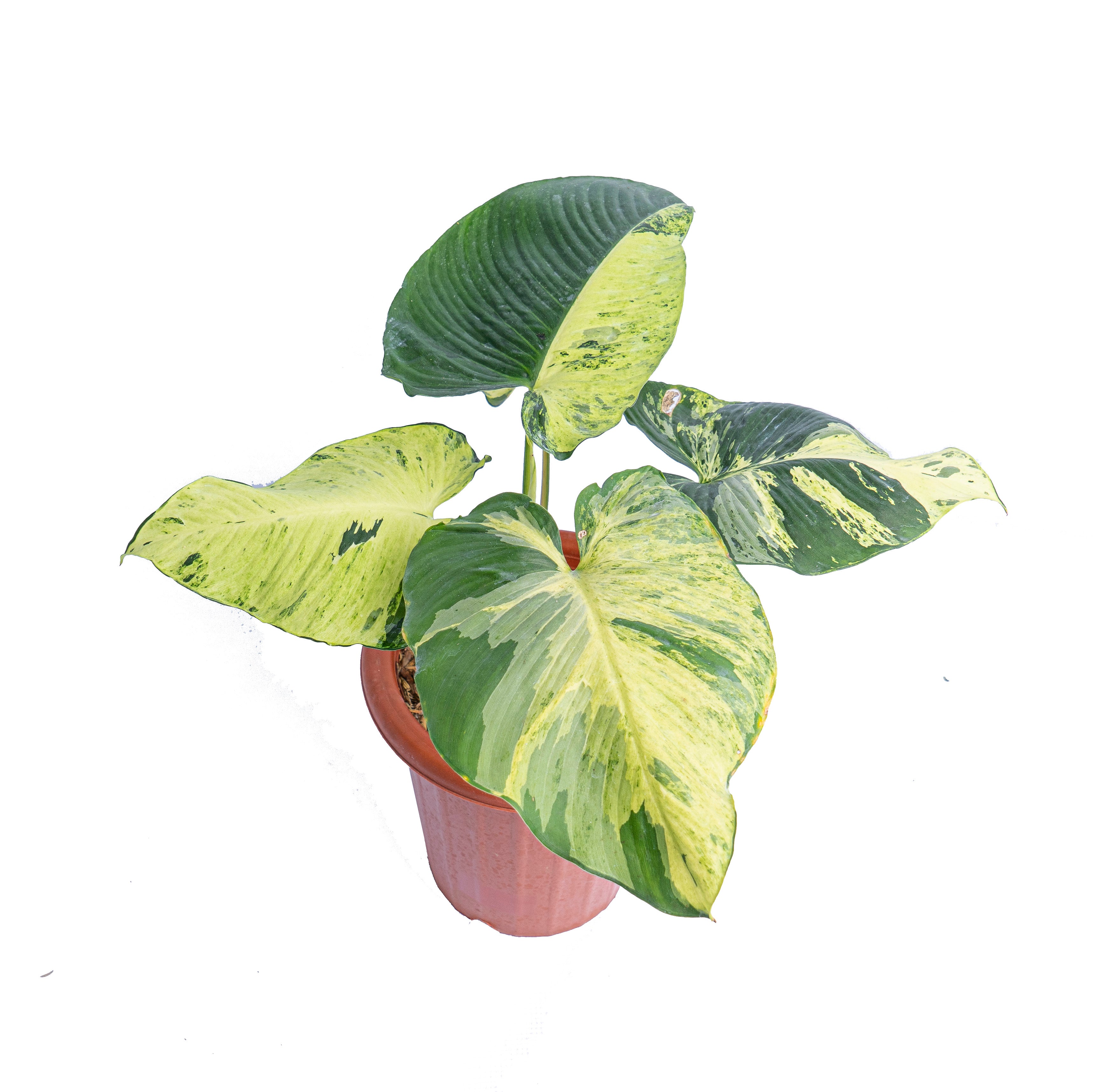Homalomena aurea variegated Sp Borneo - Mature
