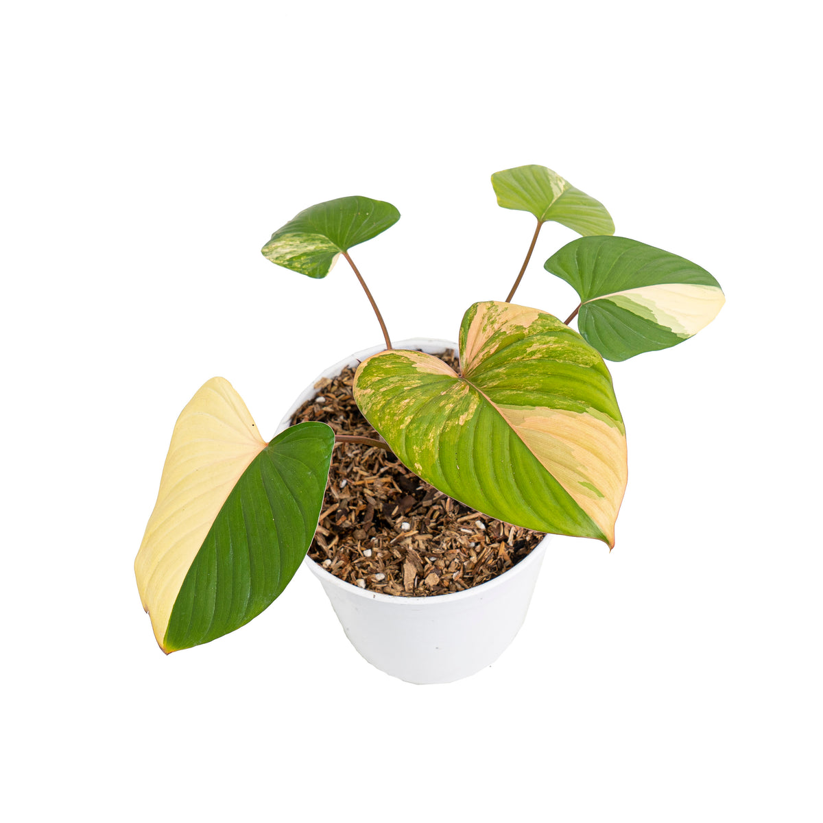 Homalomena rubescens variegated pink
