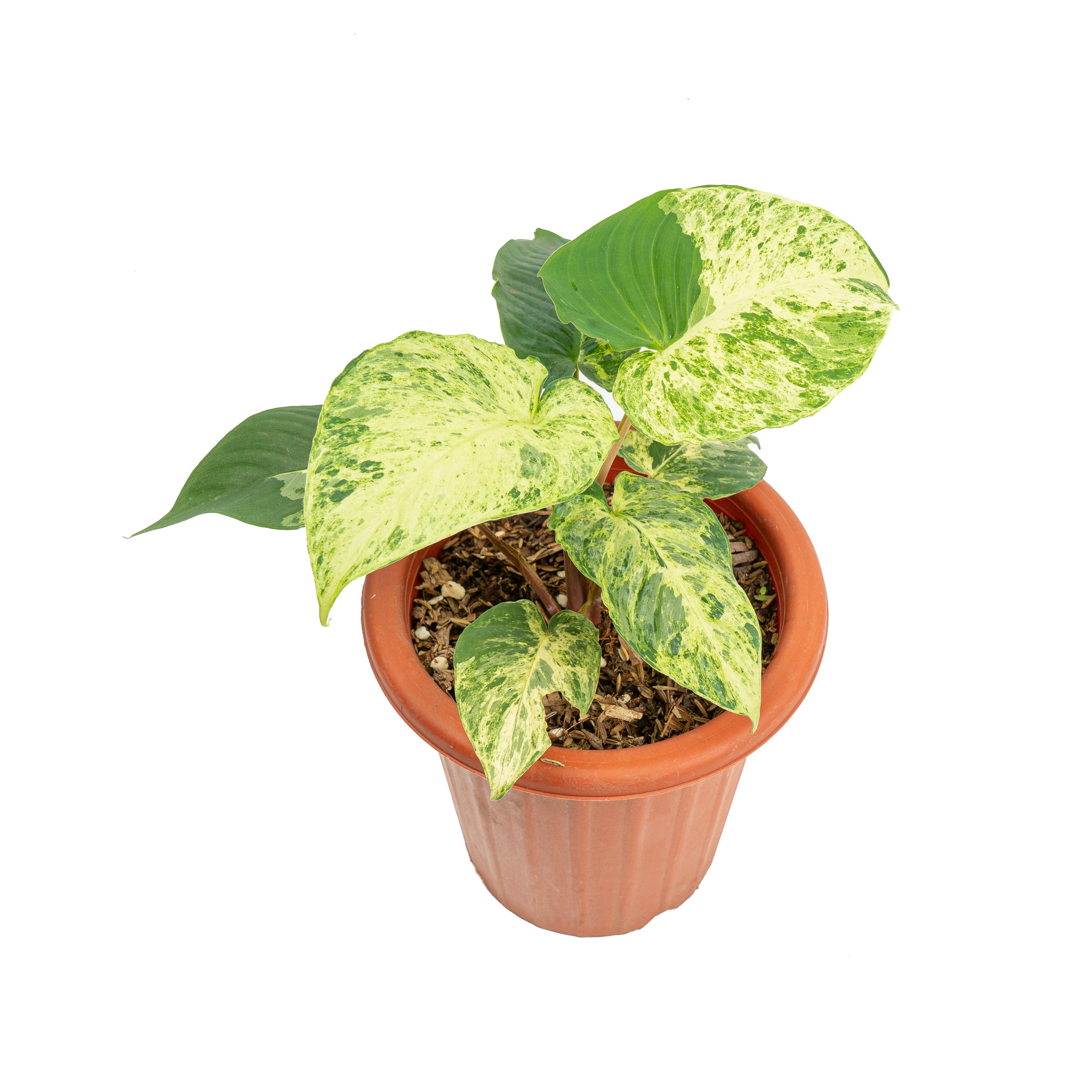 Homalomena variegated Sp Java