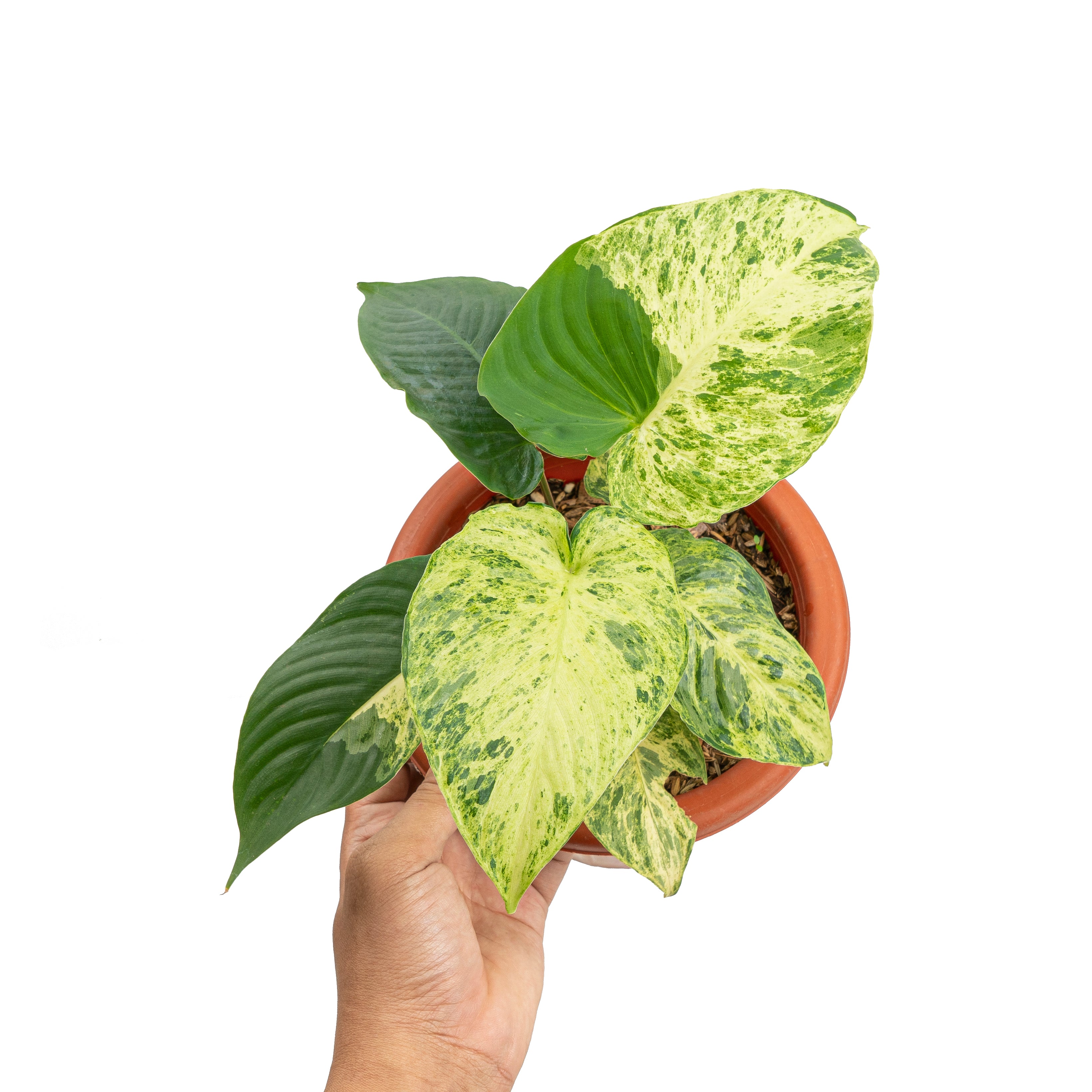 Homalomena variegated Sp Java