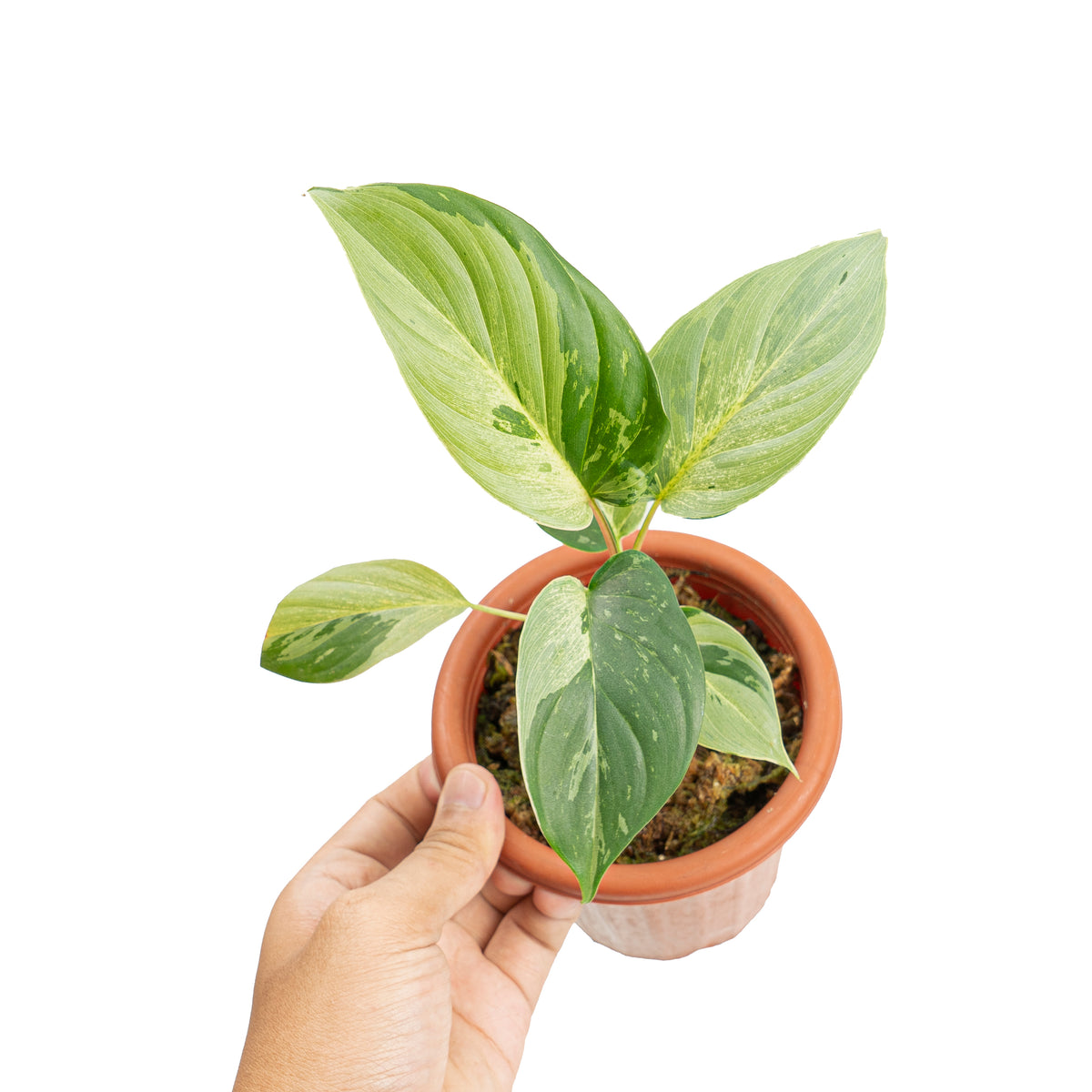 Homalomena variegated mint Sp Borneo