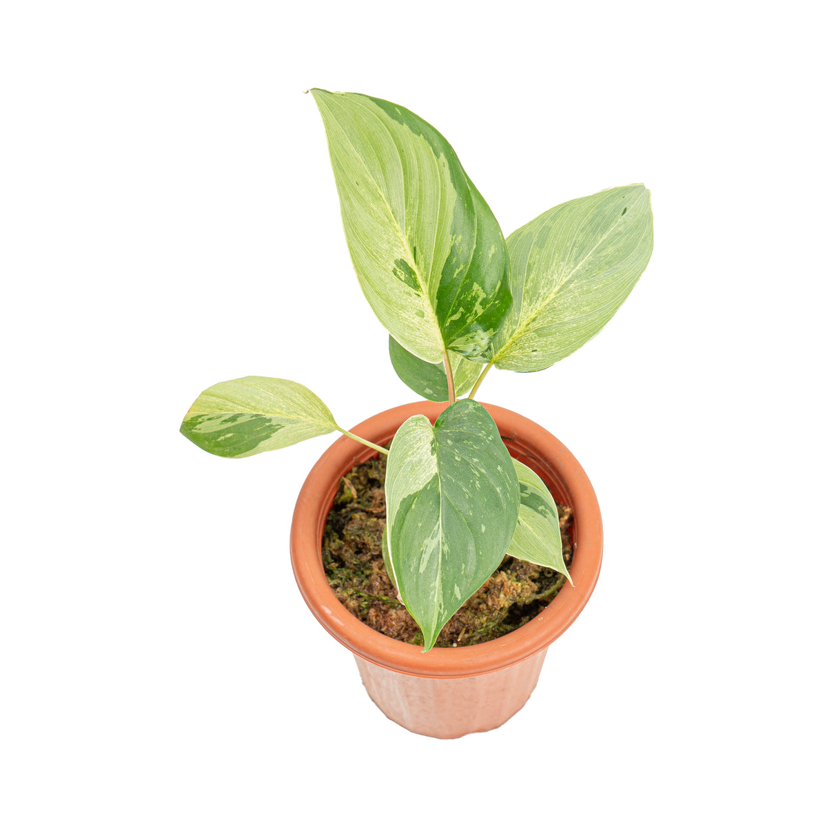 Homalomena variegated mint Sp Borneo