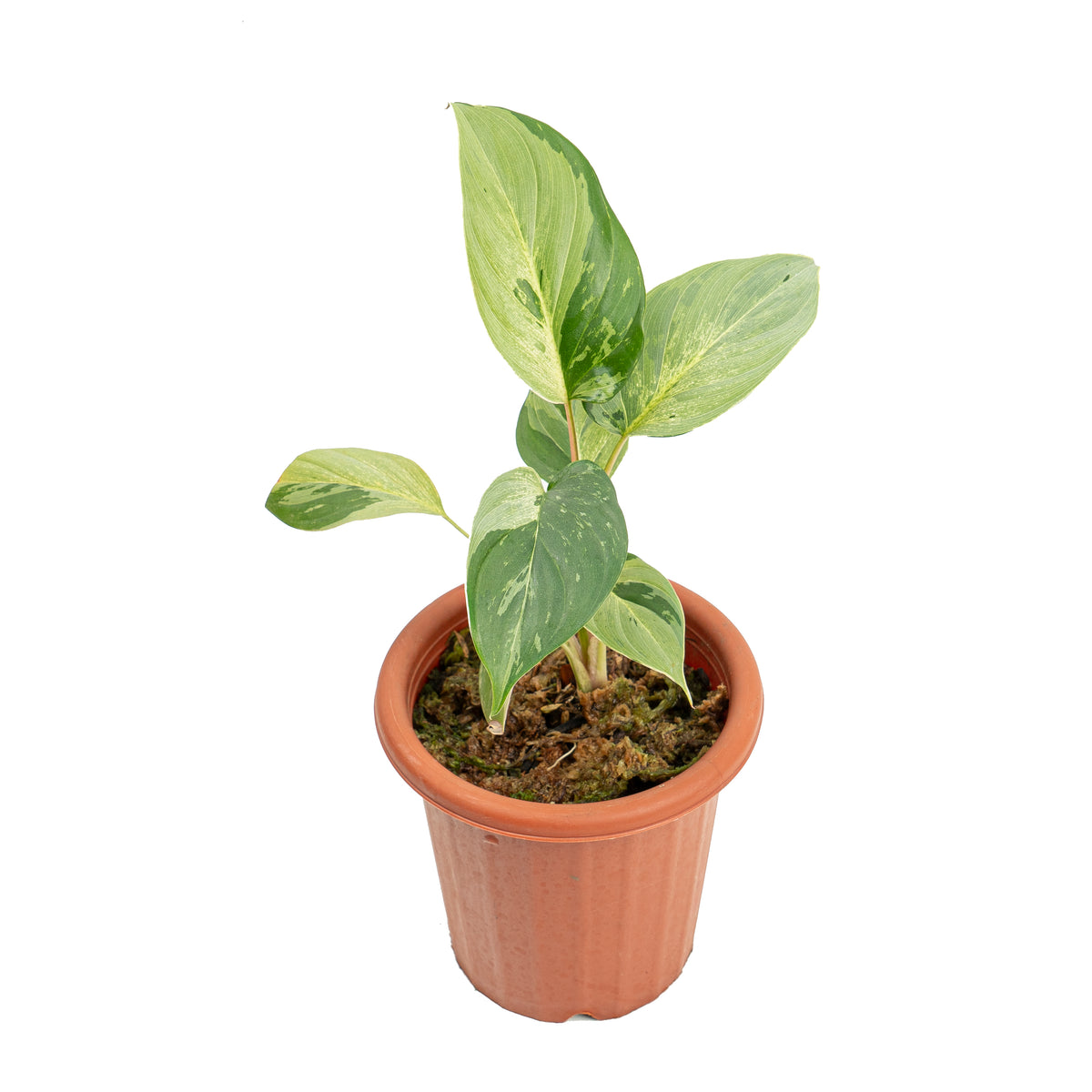 Homalomena variegated mint Sp Borneo
