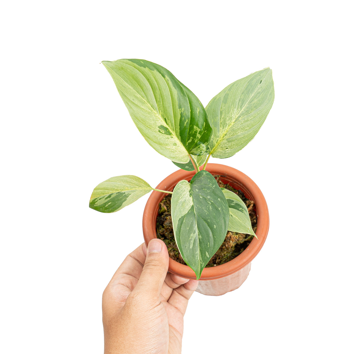 Homalomena variegated mint Sp Borneo