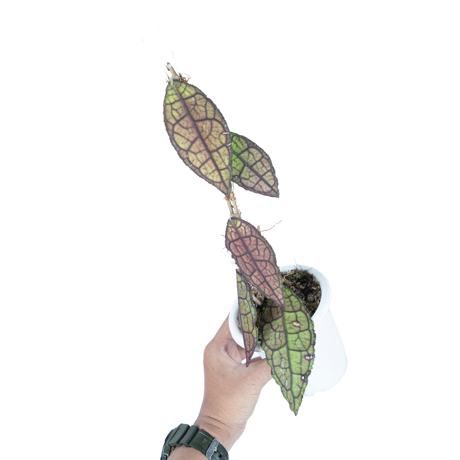 Hoya Clemensiorum Sp Aceh – Aroid Market