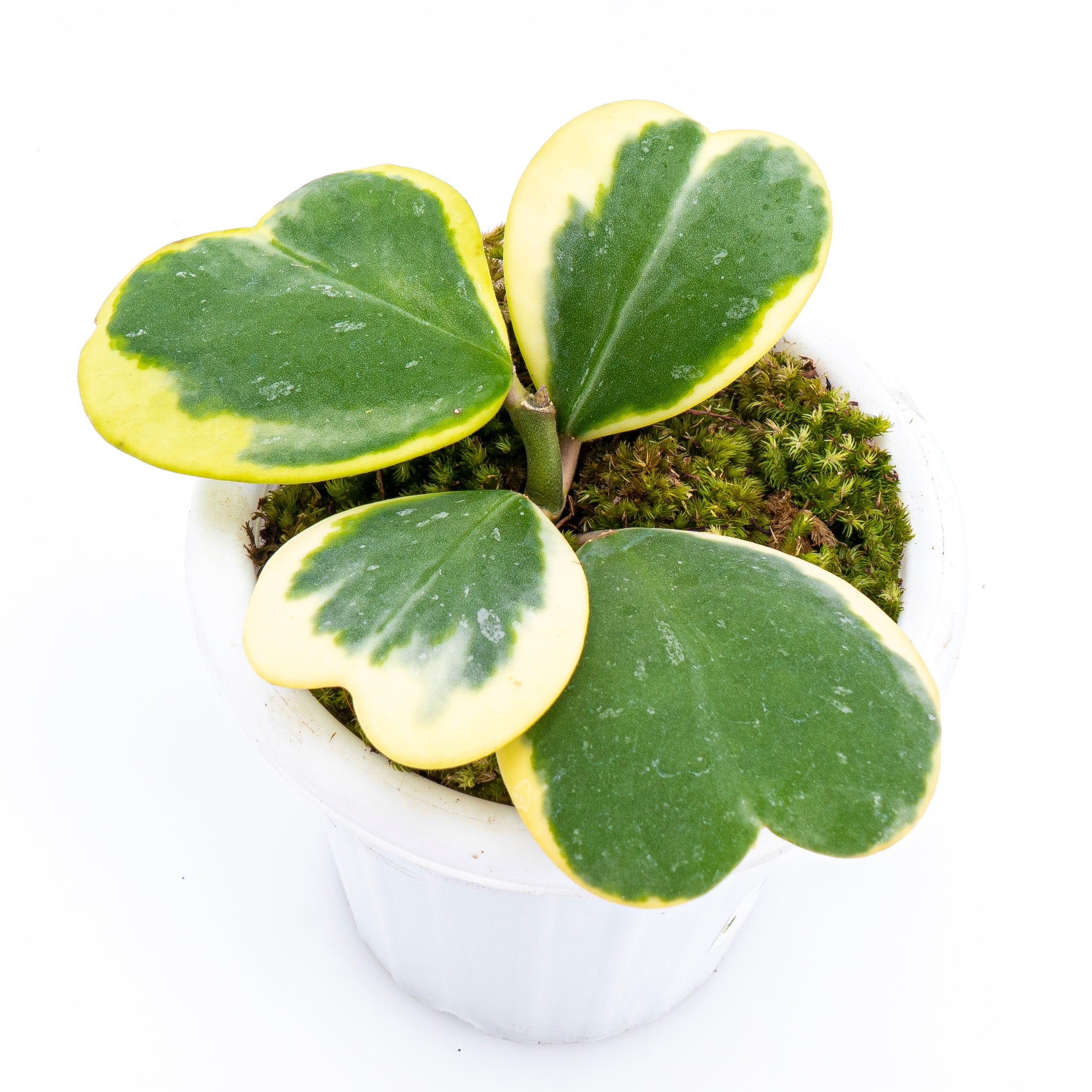 Hoya Kerri Variegated
