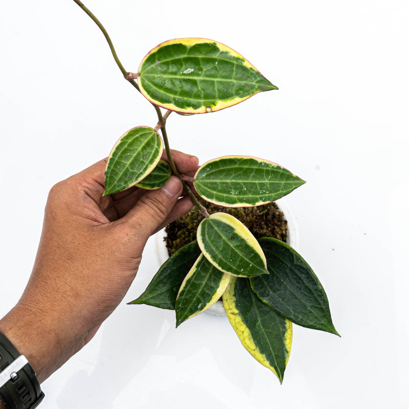 Hoya Machrophylla Variegated