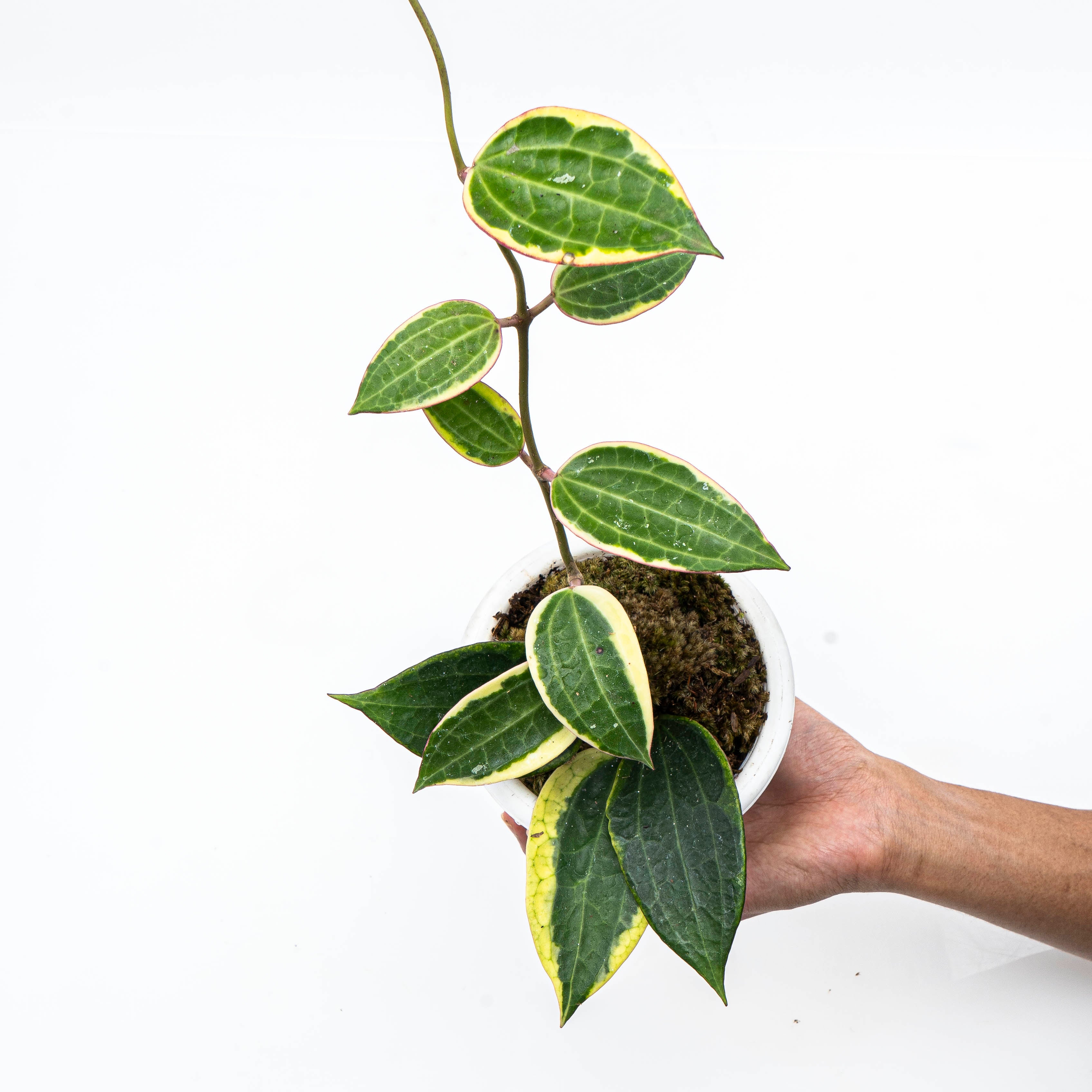 Hoya Machrophylla Variegated