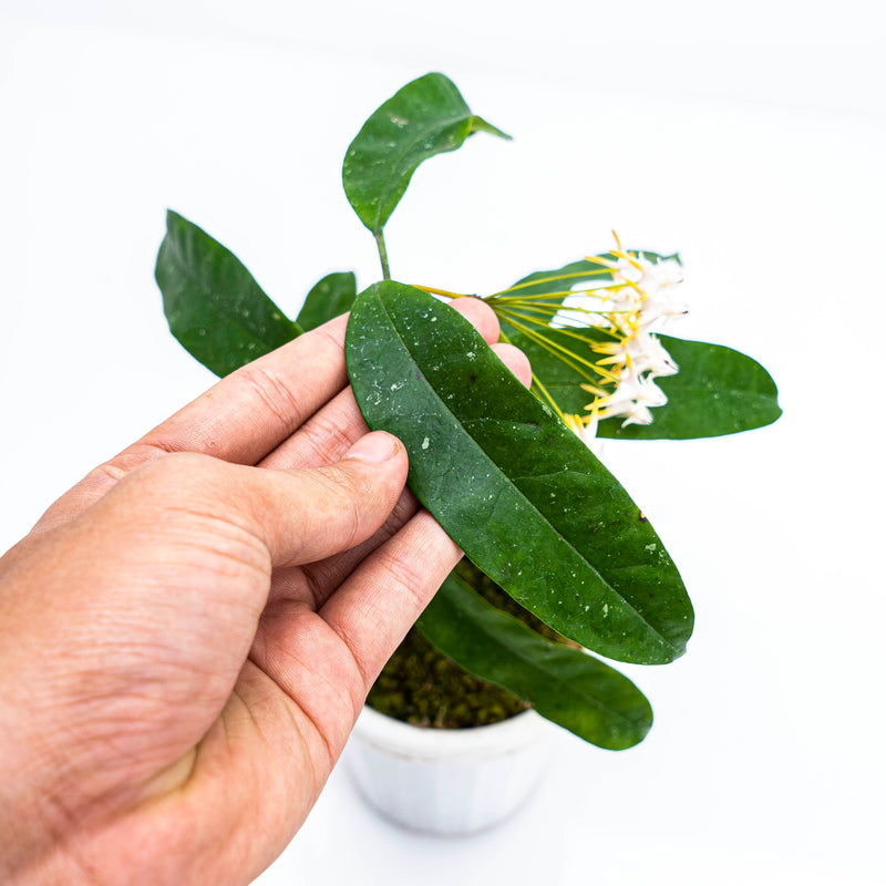 Hoya Multiflora Javanica