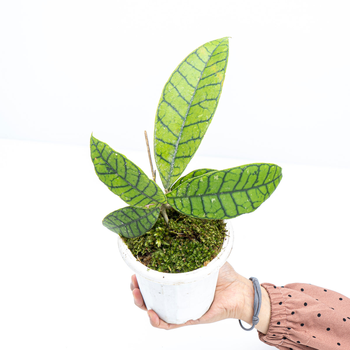Hoya Callistophylla 