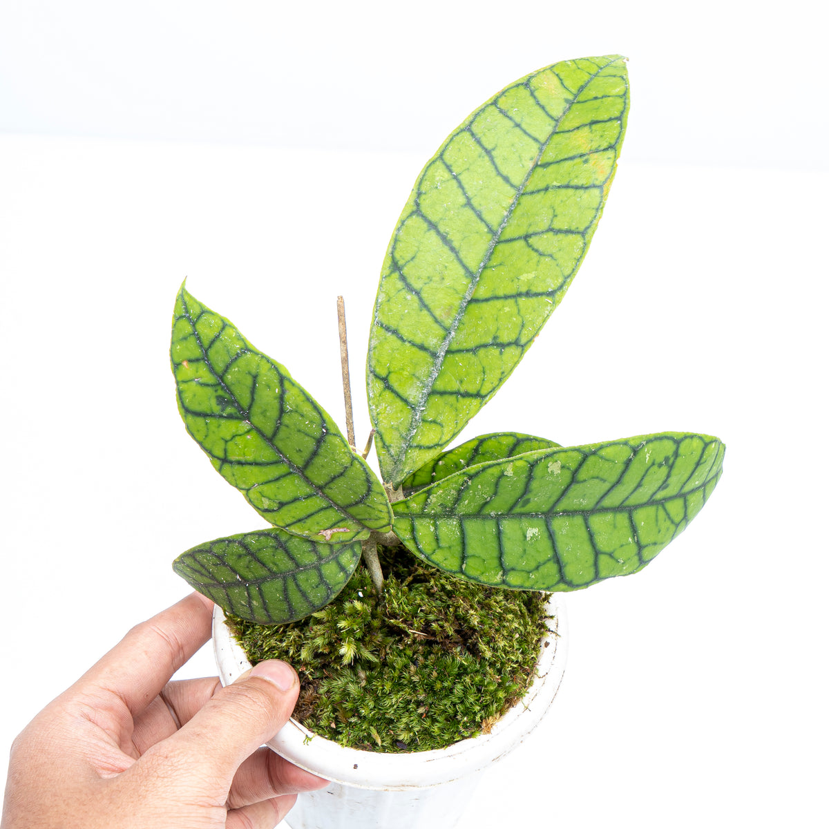 Hoya Callistophylla 