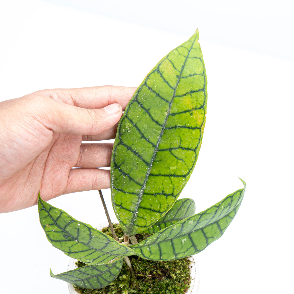 Hoya Callistophylla 