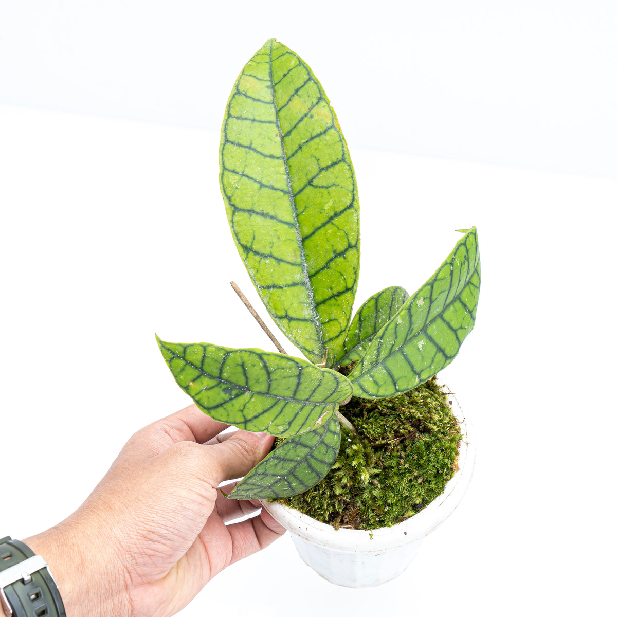 Hoya Callistophylla 