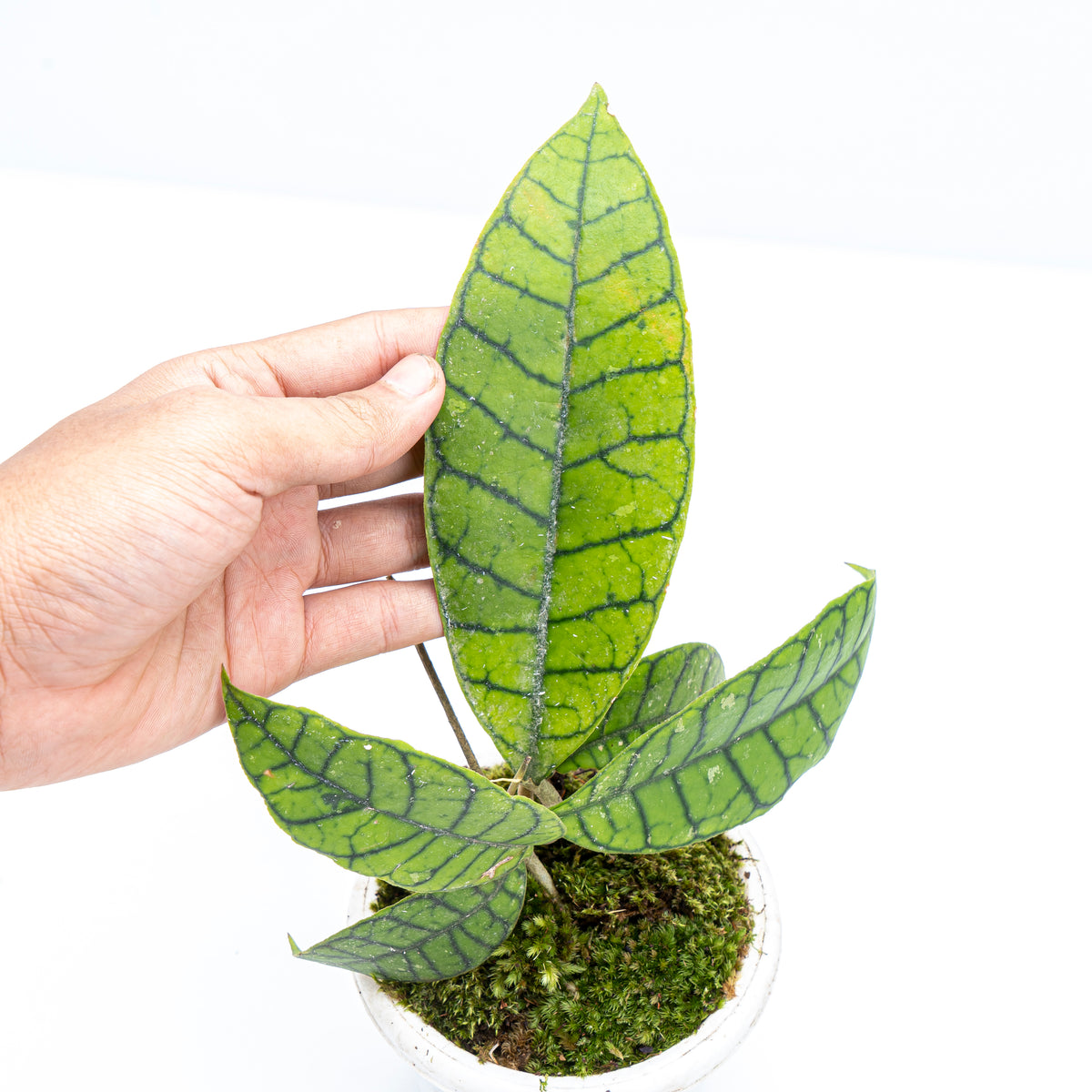 Hoya Callistophylla 