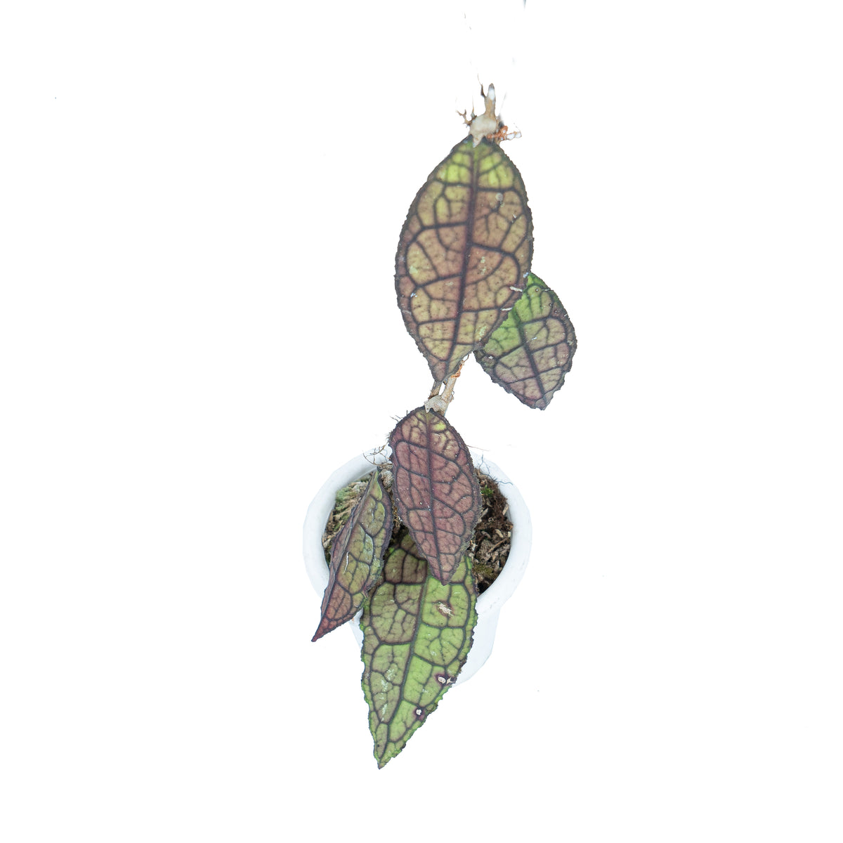 Hoya Clemensiorum Red