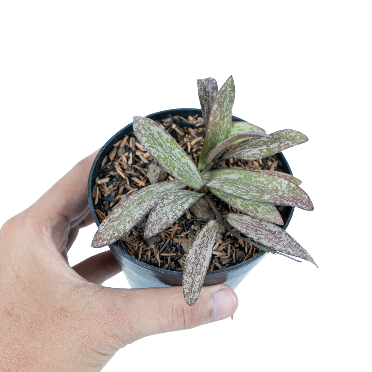 Hoya Galitic Sp Sumatera