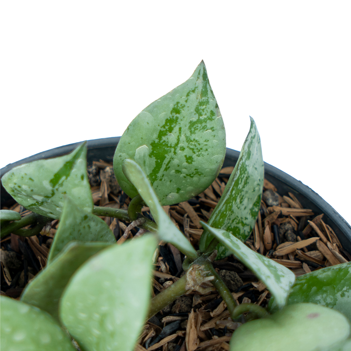 Hoya Lacunosa SIlver Splash