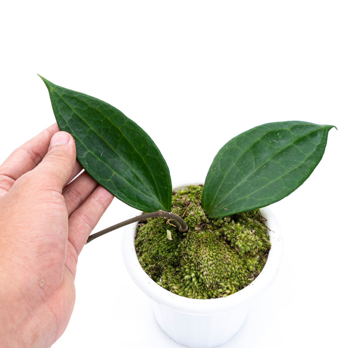 Hoya Macrophylla