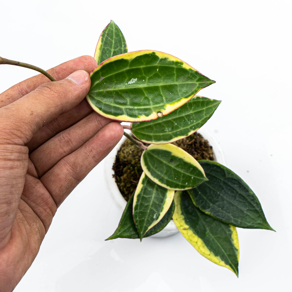 Hoya Machrophylla Variegated