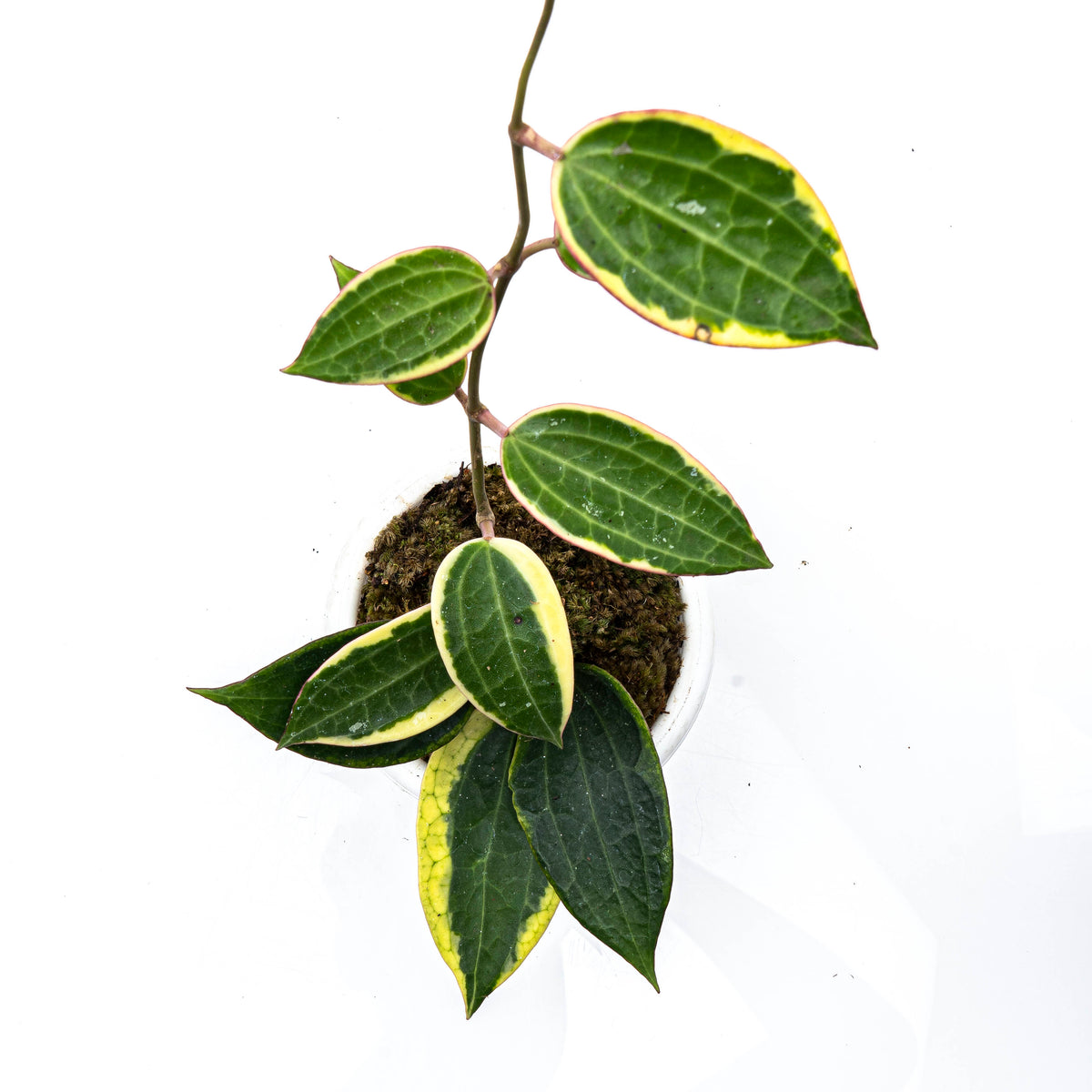 Hoya Machrophylla Variegated
