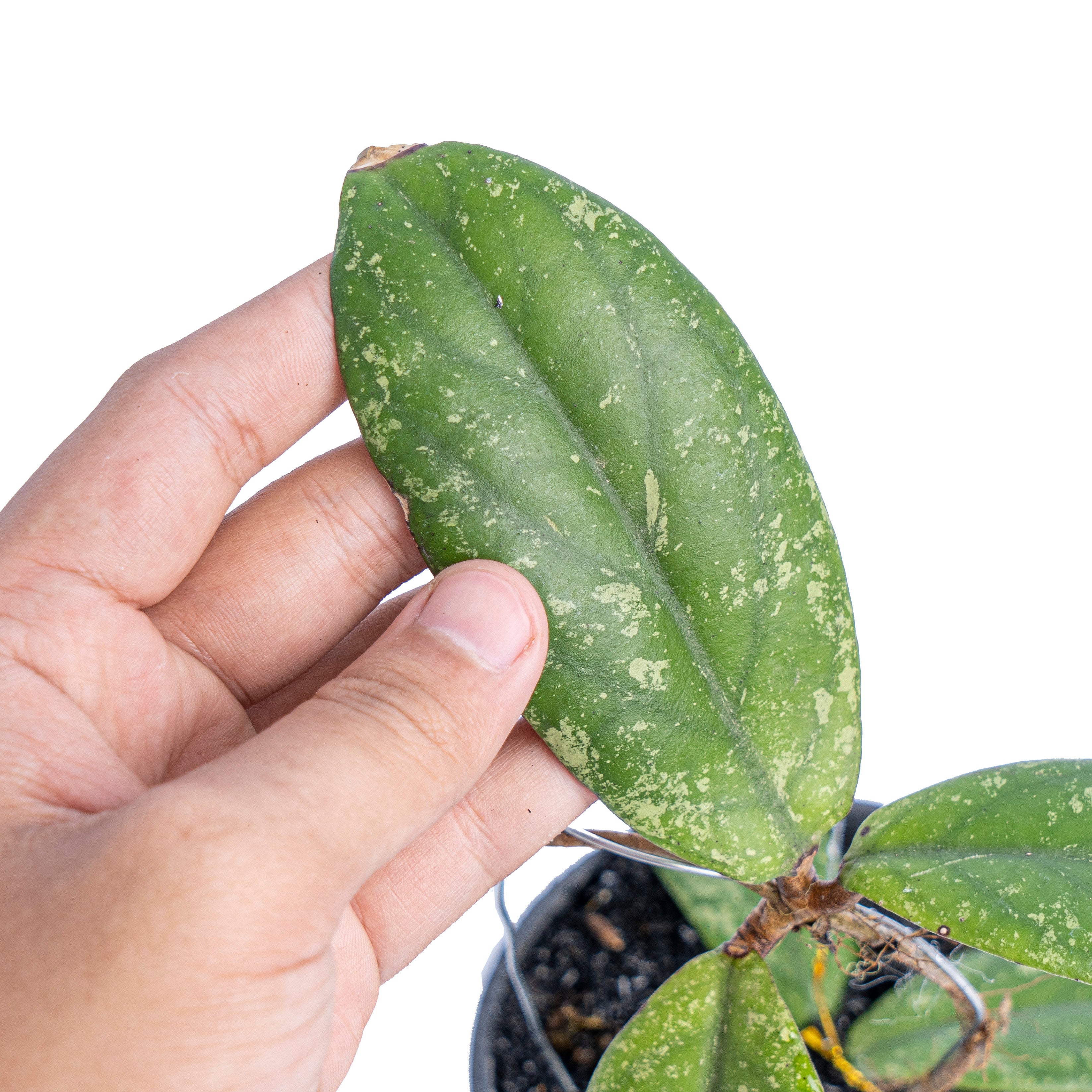 Hoya Meredithii
