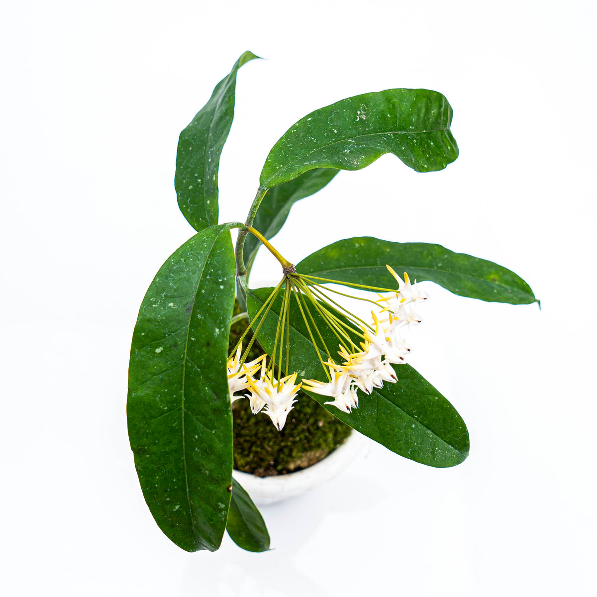 Hoya Multiflora Javanica