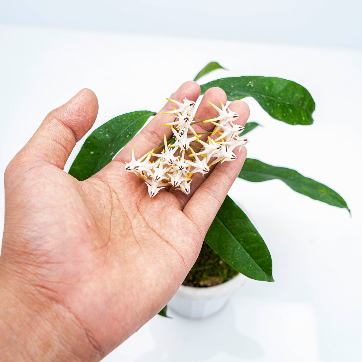 Hoya Multiflora Javanica