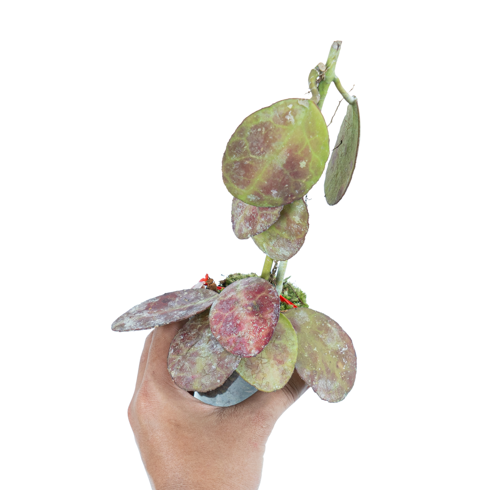 Hoya Red Waymaniae