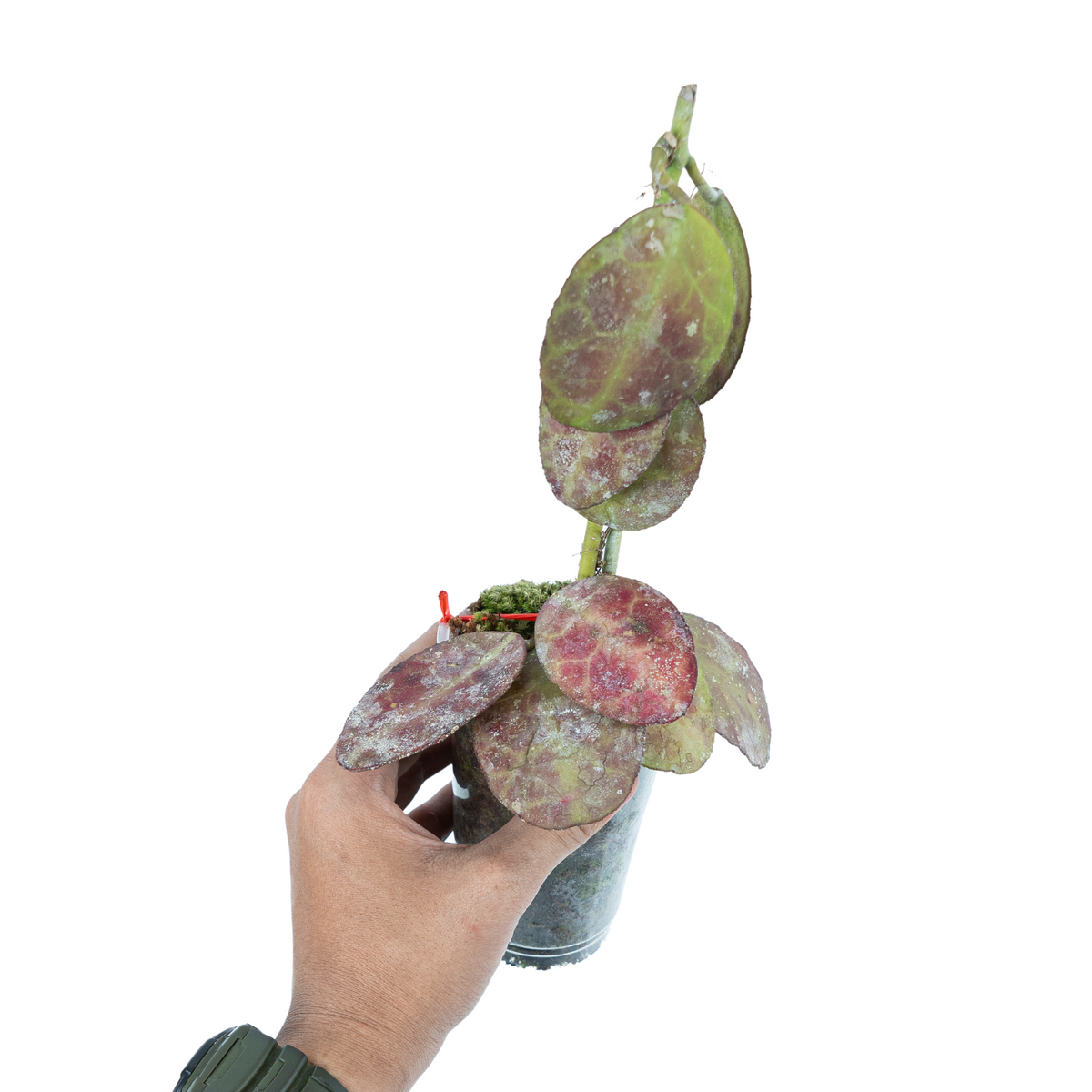 Hoya Red Waymaniae